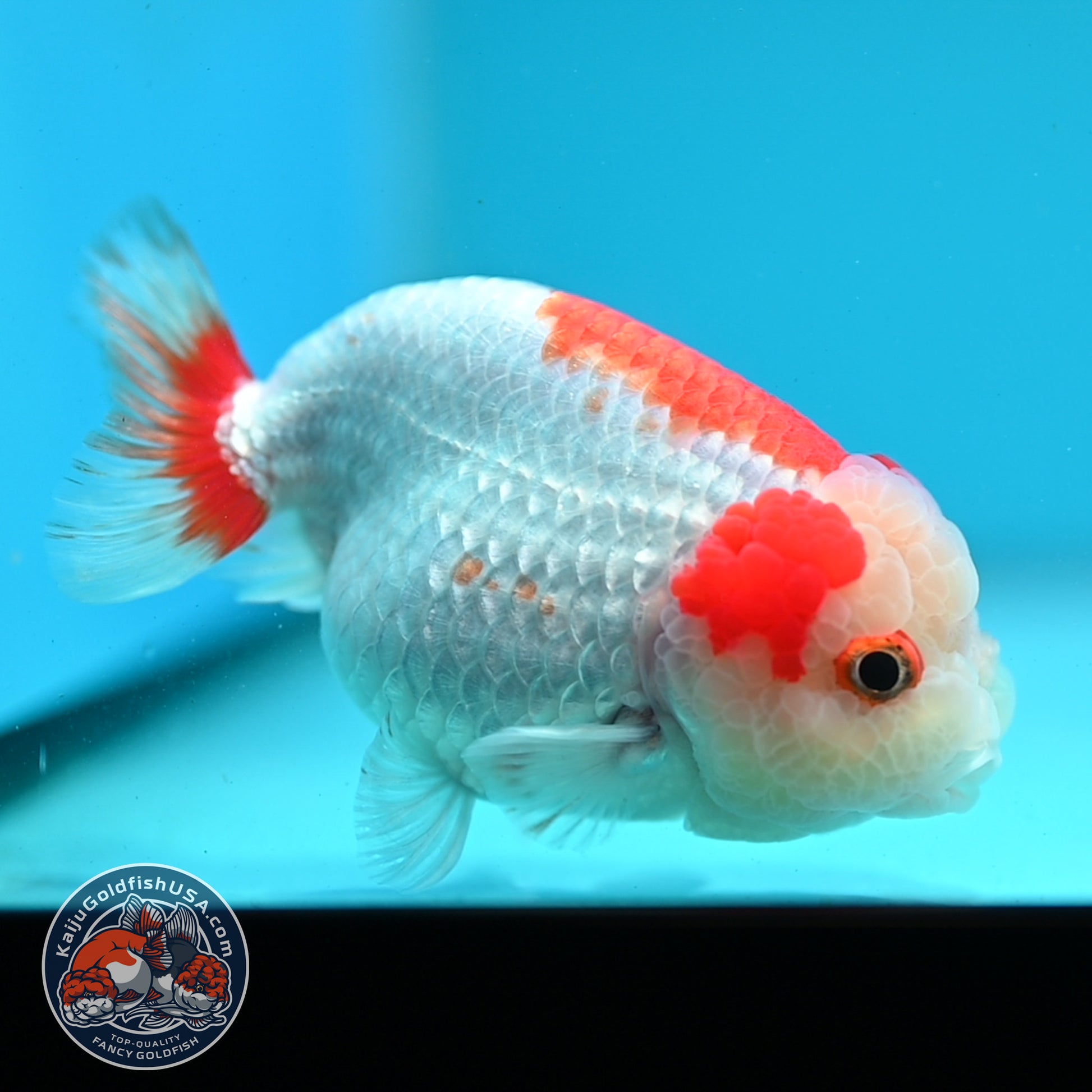 Red White Ranchu 3.8 inch Body (260424_RC06)