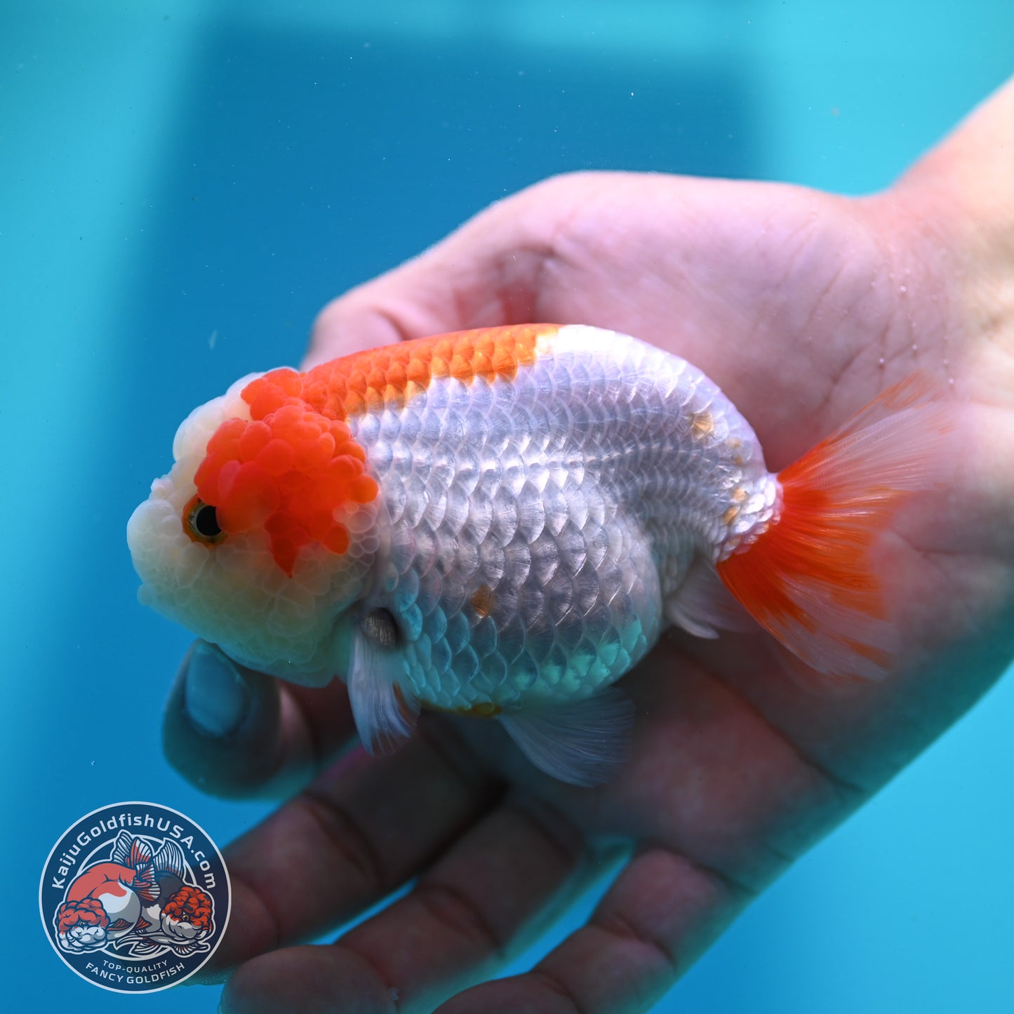 Red White Ranchu 3.8 inch Body (260424_RC06)