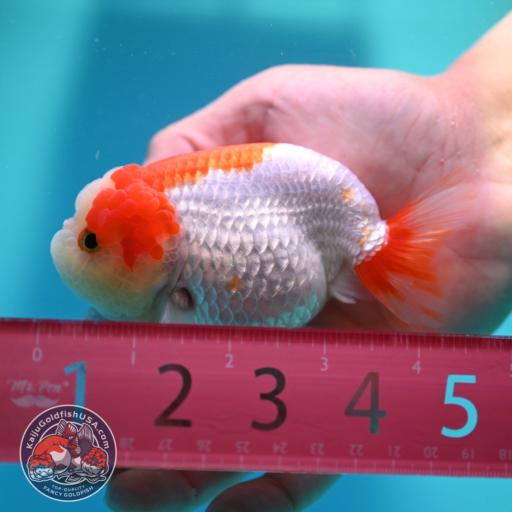 Red White Ranchu 3.8 inch Body (260424_RC06)