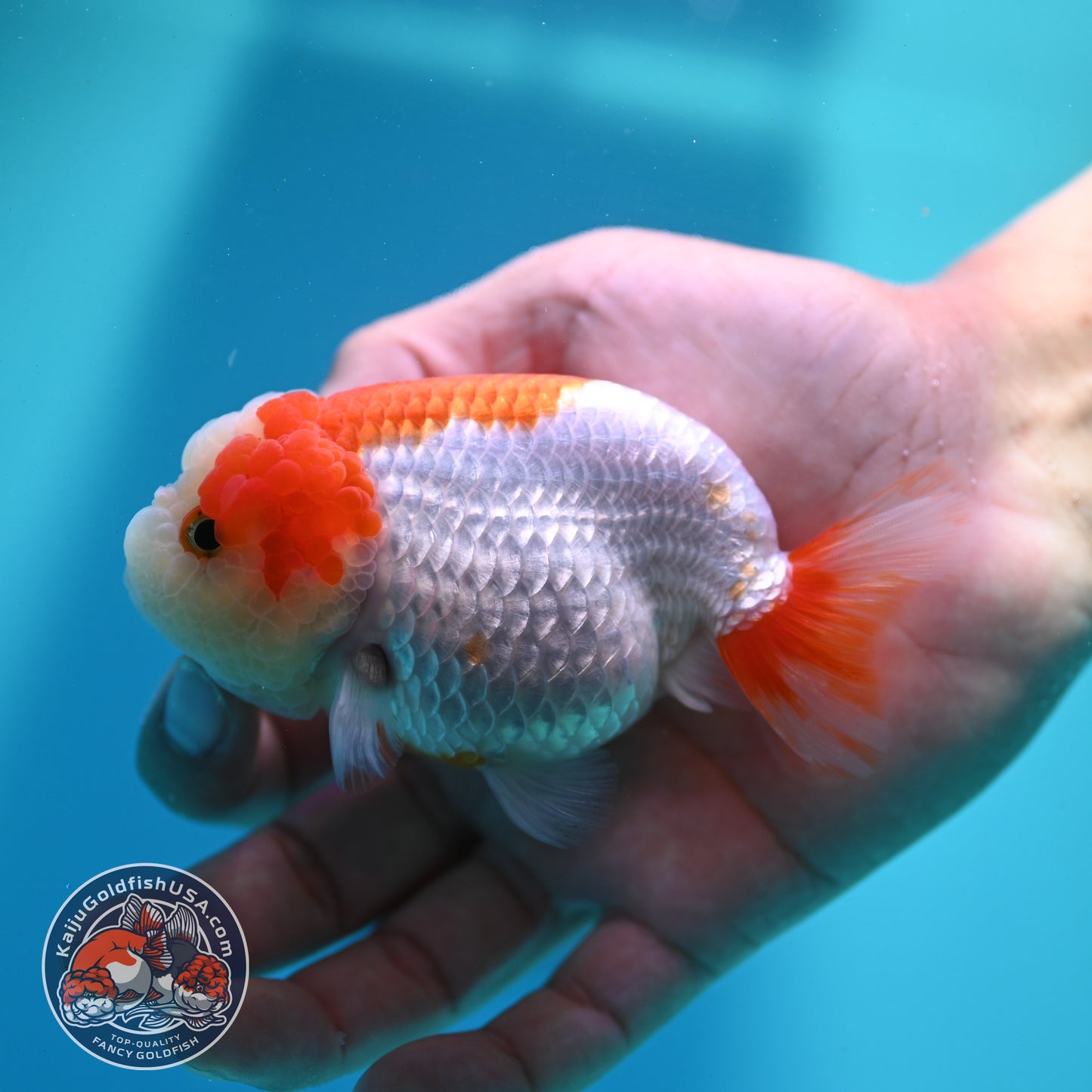 Red White Ranchu 3.8 inch Body (260424_RC06)
