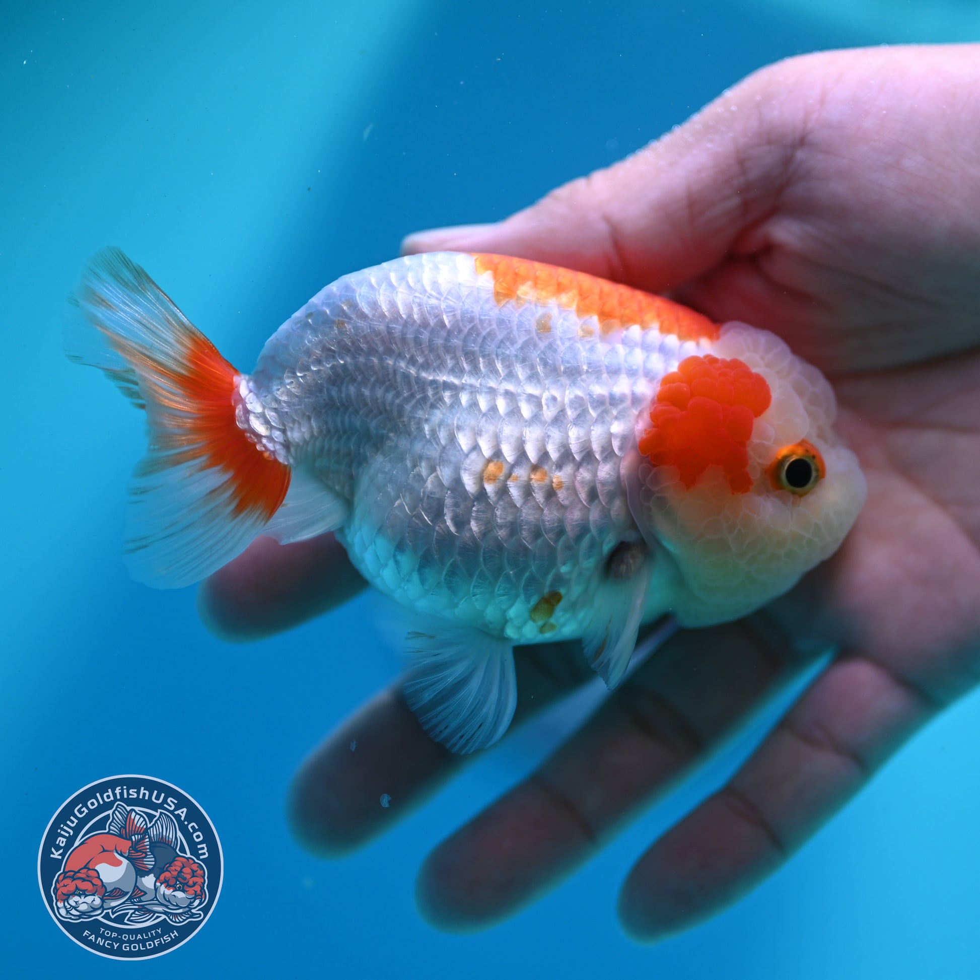 Red White Ranchu 3.8 inch Body (260424_RC06)