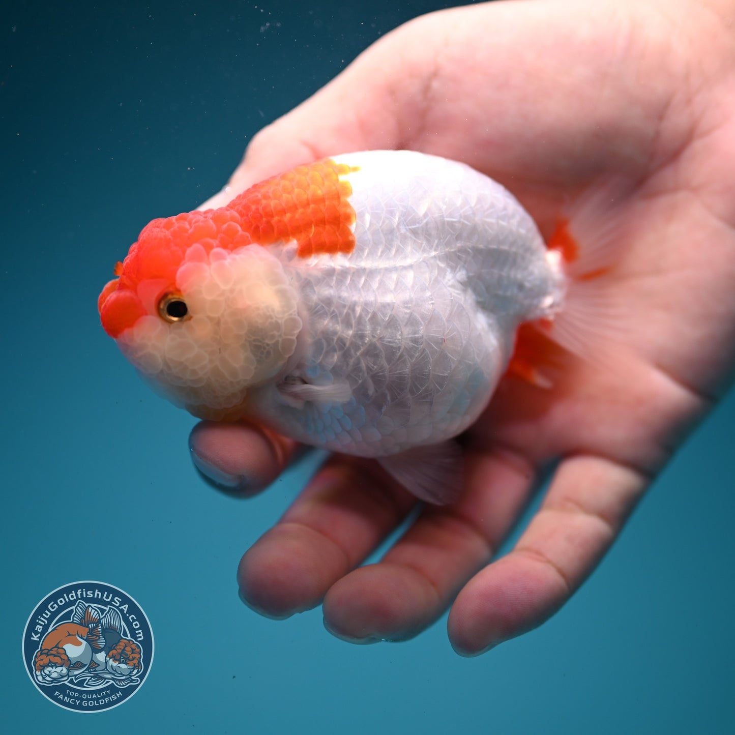 Red White Ranchu 3.8 inch Body (260619_RC12)