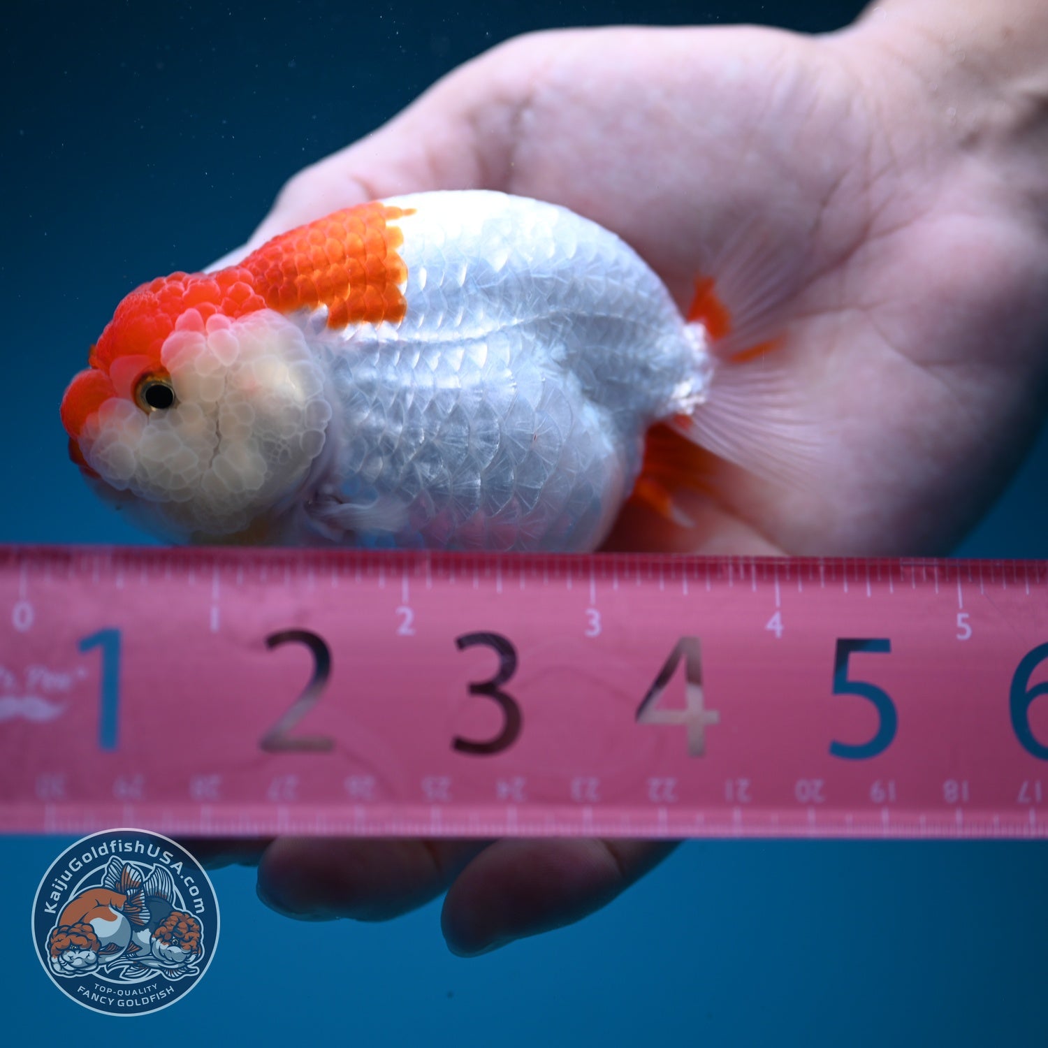 Red White Ranchu 3.8 inch Body (260619_RC12)
