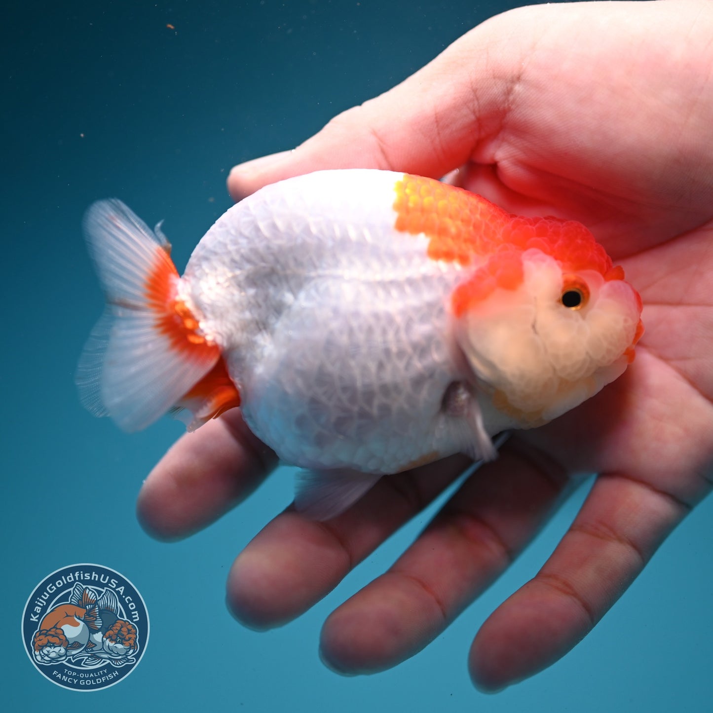 Red White Ranchu 3.8 inch Body (260619_RC12)
