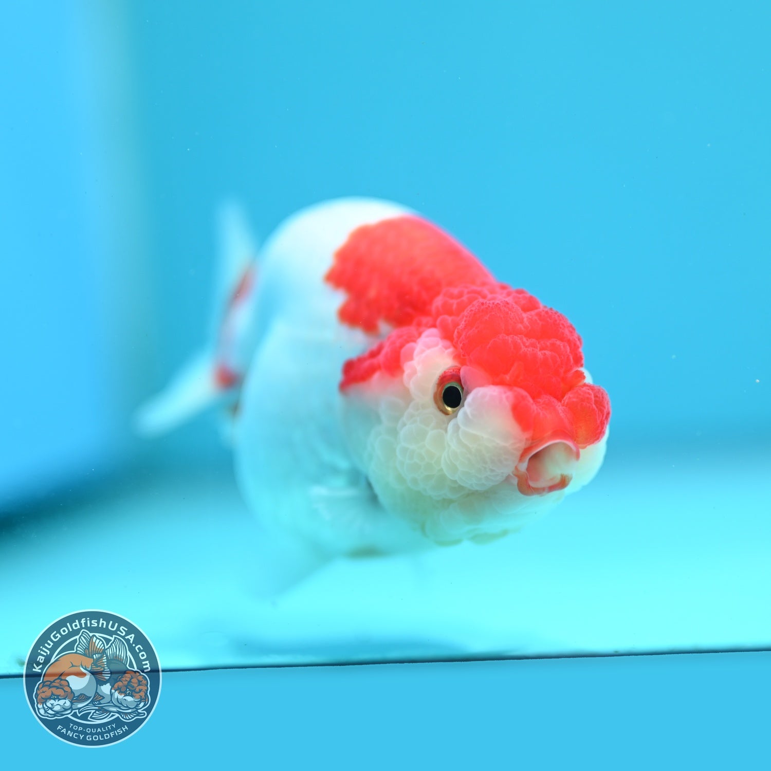 Red White Ranchu 3.8 inch Body (260619_RC12)