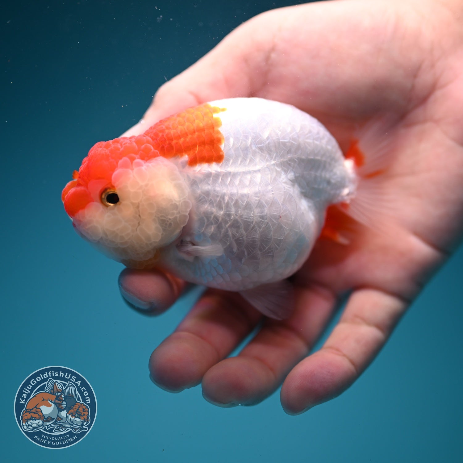 Red White Ranchu 3.8 inch Body (260619_RC12)