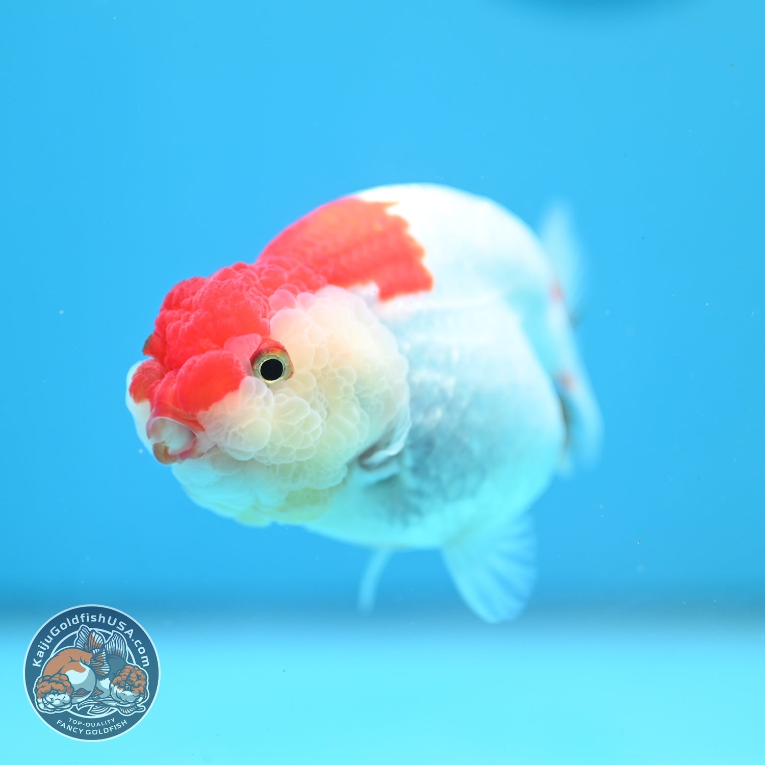 Red White Ranchu 3.8 inch Body (260619_RC12)