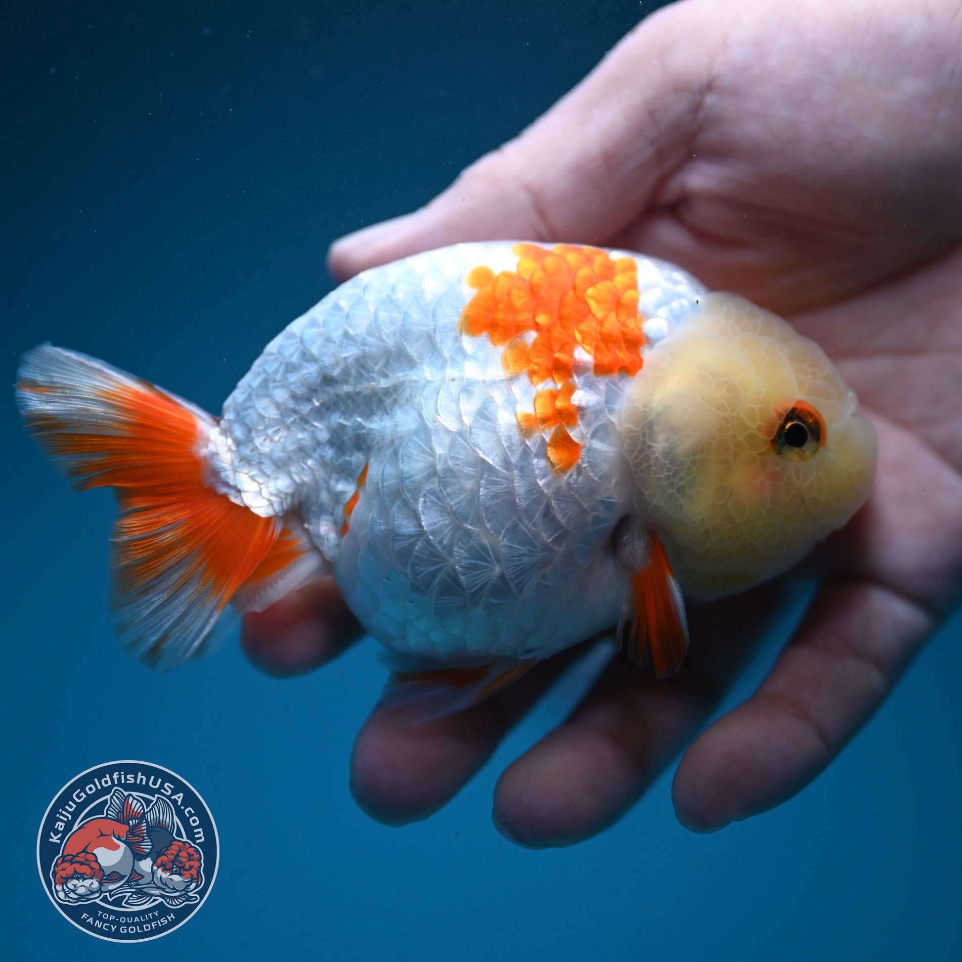 Red White Ranchu 3.8 inch Body (260731_RC03)