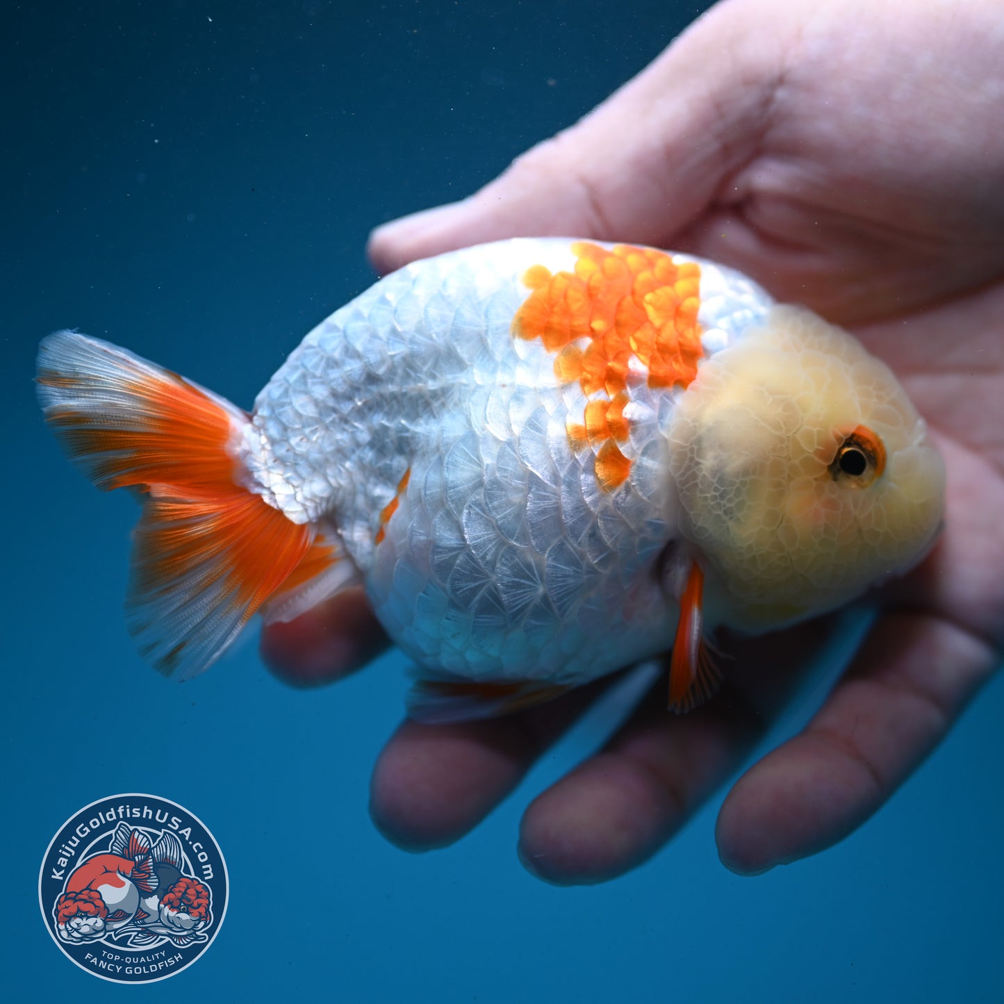 Red White Ranchu 3.8 inch Body (260731_RC03)