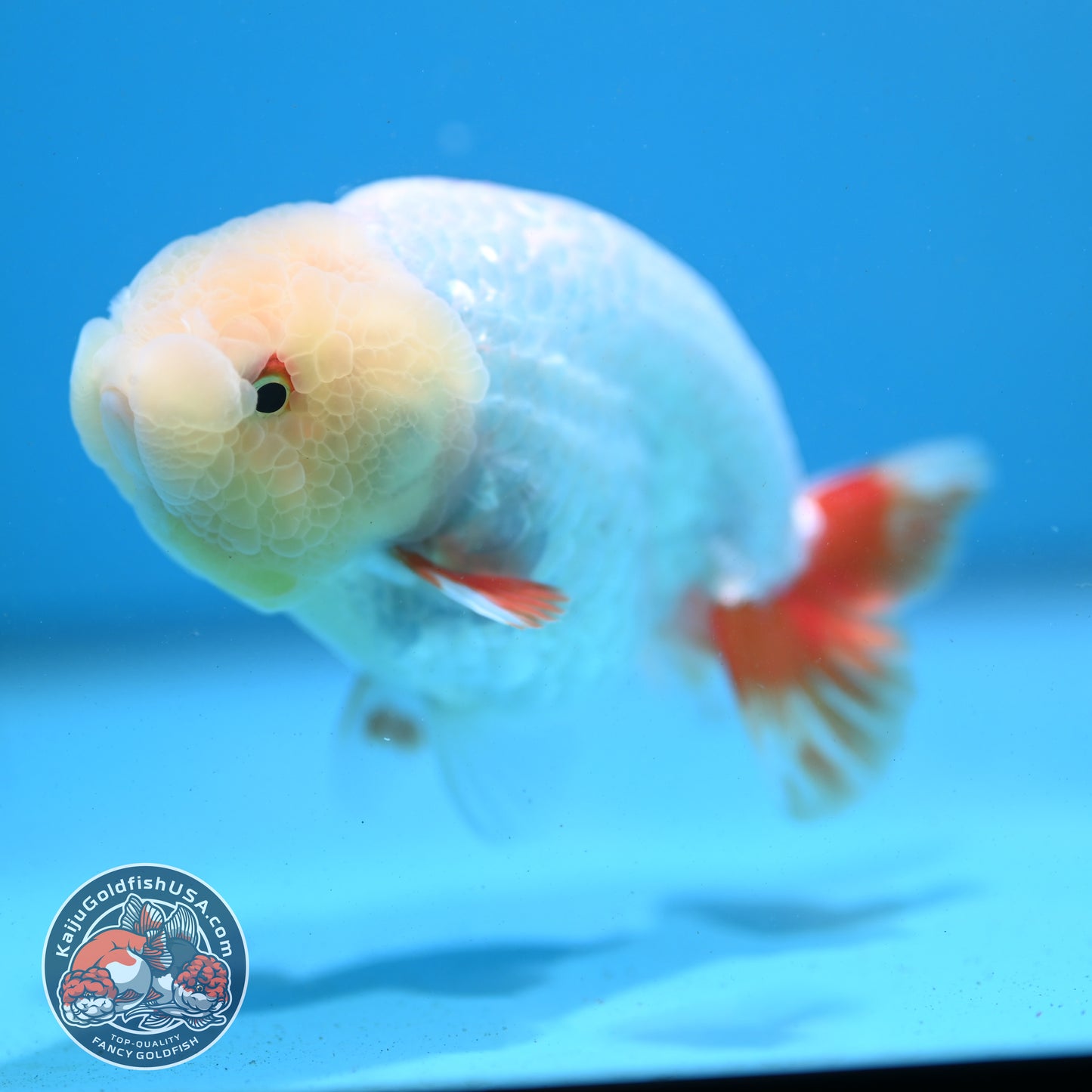 Red White Ranchu 3.8 inch Body (260731_RC03)