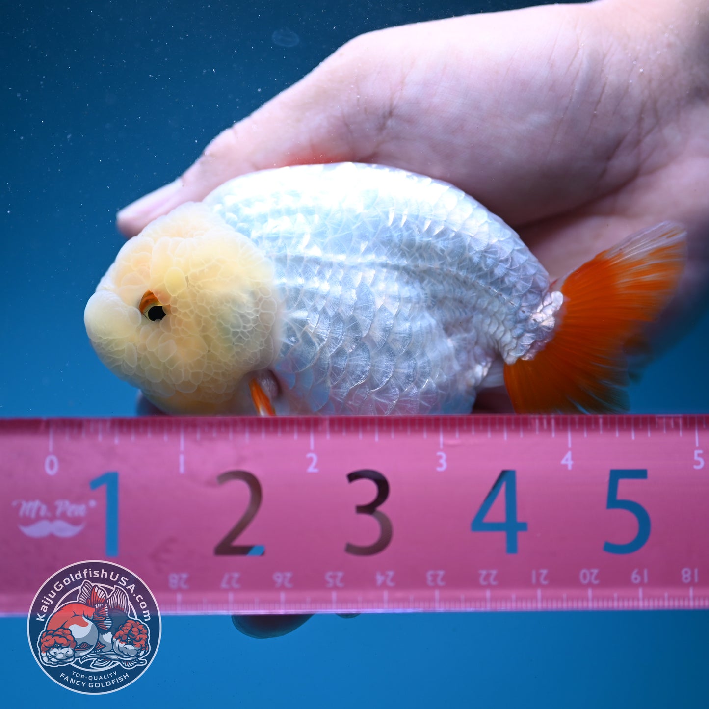 Red White Ranchu 3.8 inch Body (260731_RC03)