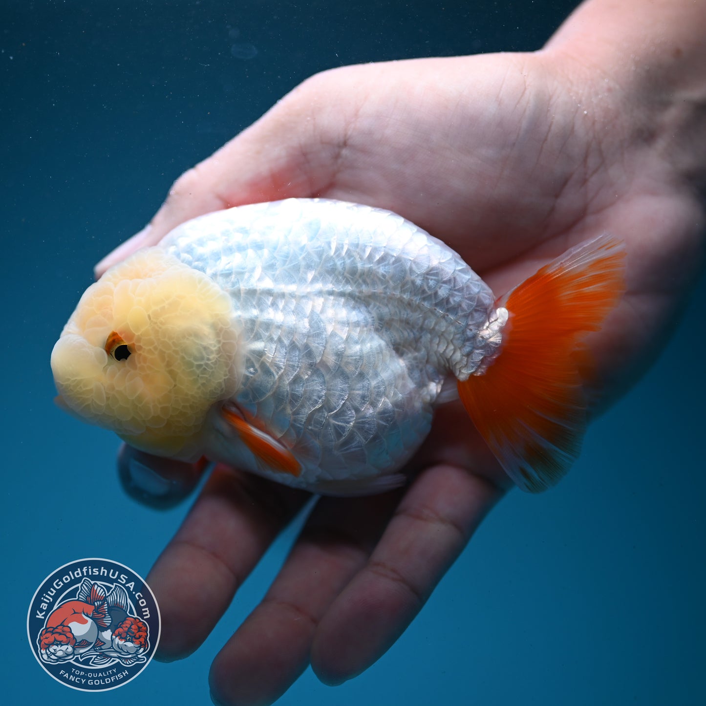 Red White Ranchu 3.8 inch Body (260731_RC03)