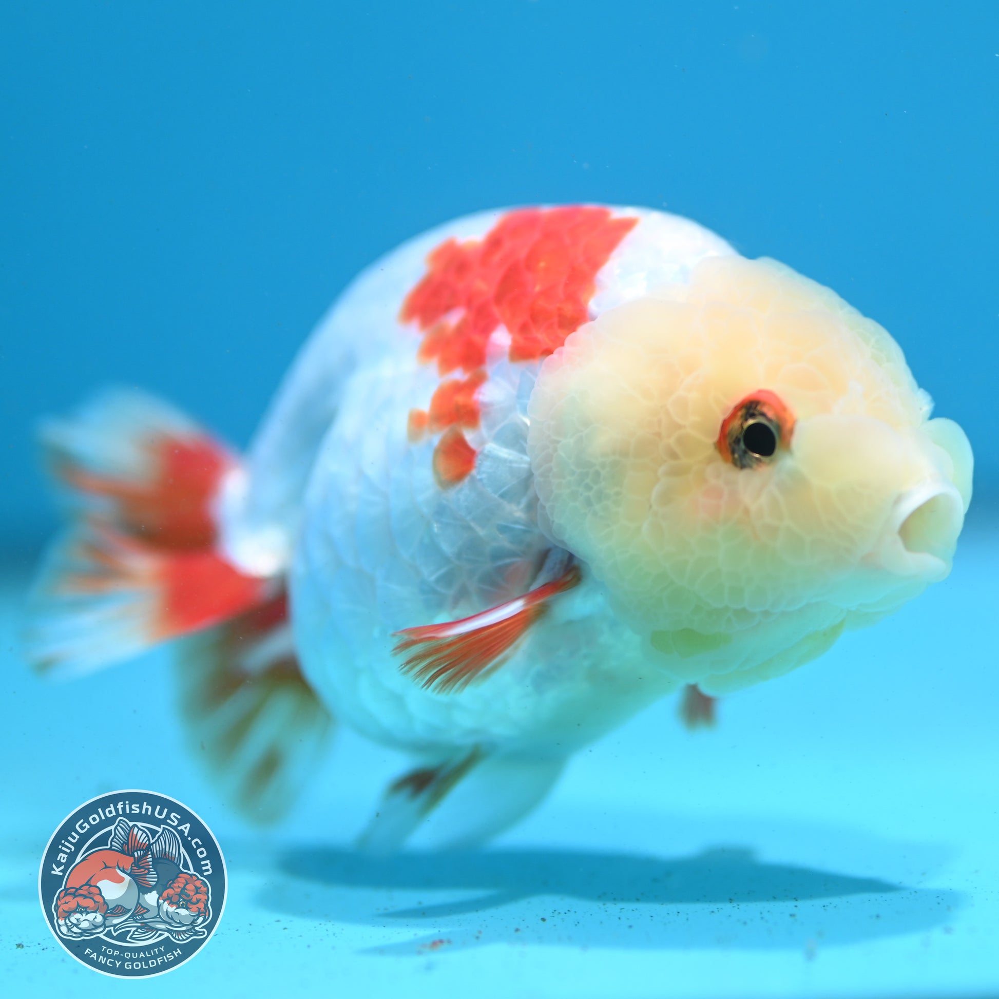 Red White Ranchu 3.8 inch Body (260731_RC03)