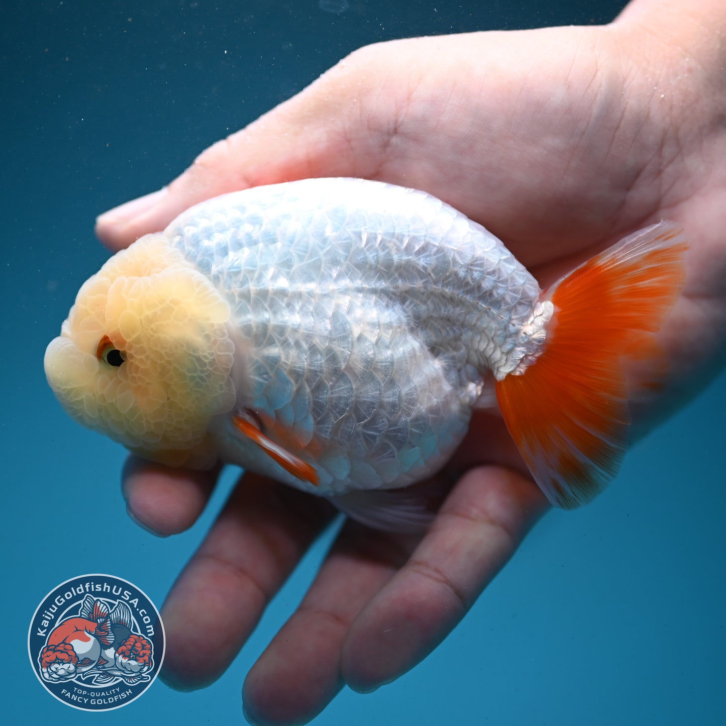 Red White Ranchu 3.8 inch Body (260731_RC03)