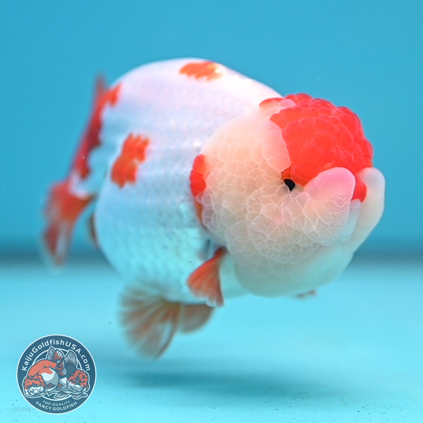 Red White Ranchu 4 inch Body (251212_RC02)