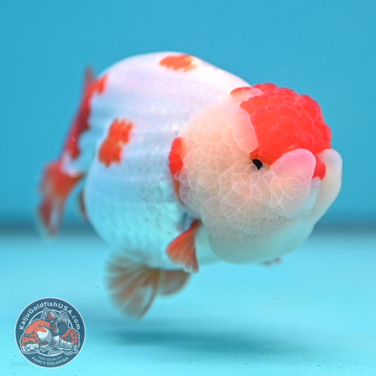 Red White Ranchu 4 inch Body (251212_RC02)