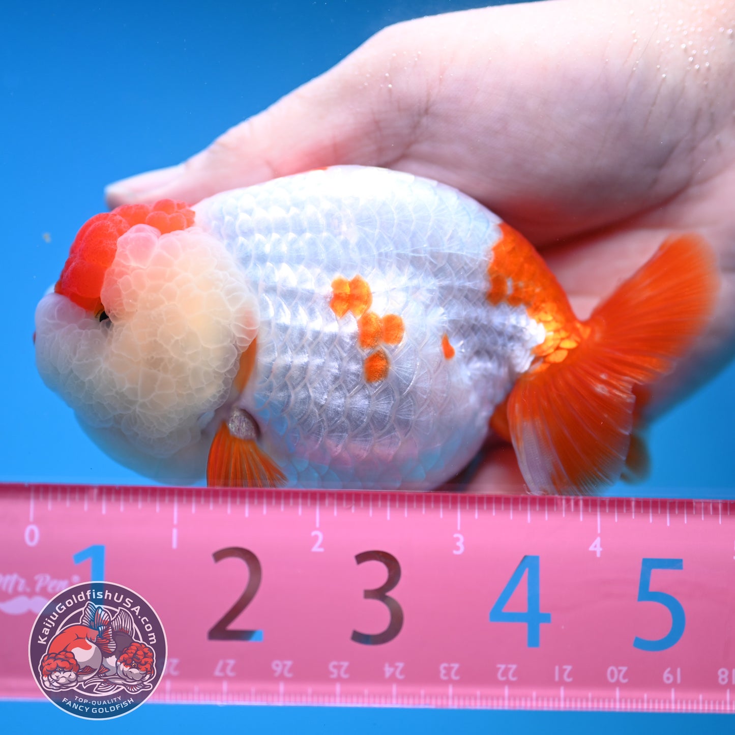 Red White Ranchu 4 inch Body (251212_RC02)