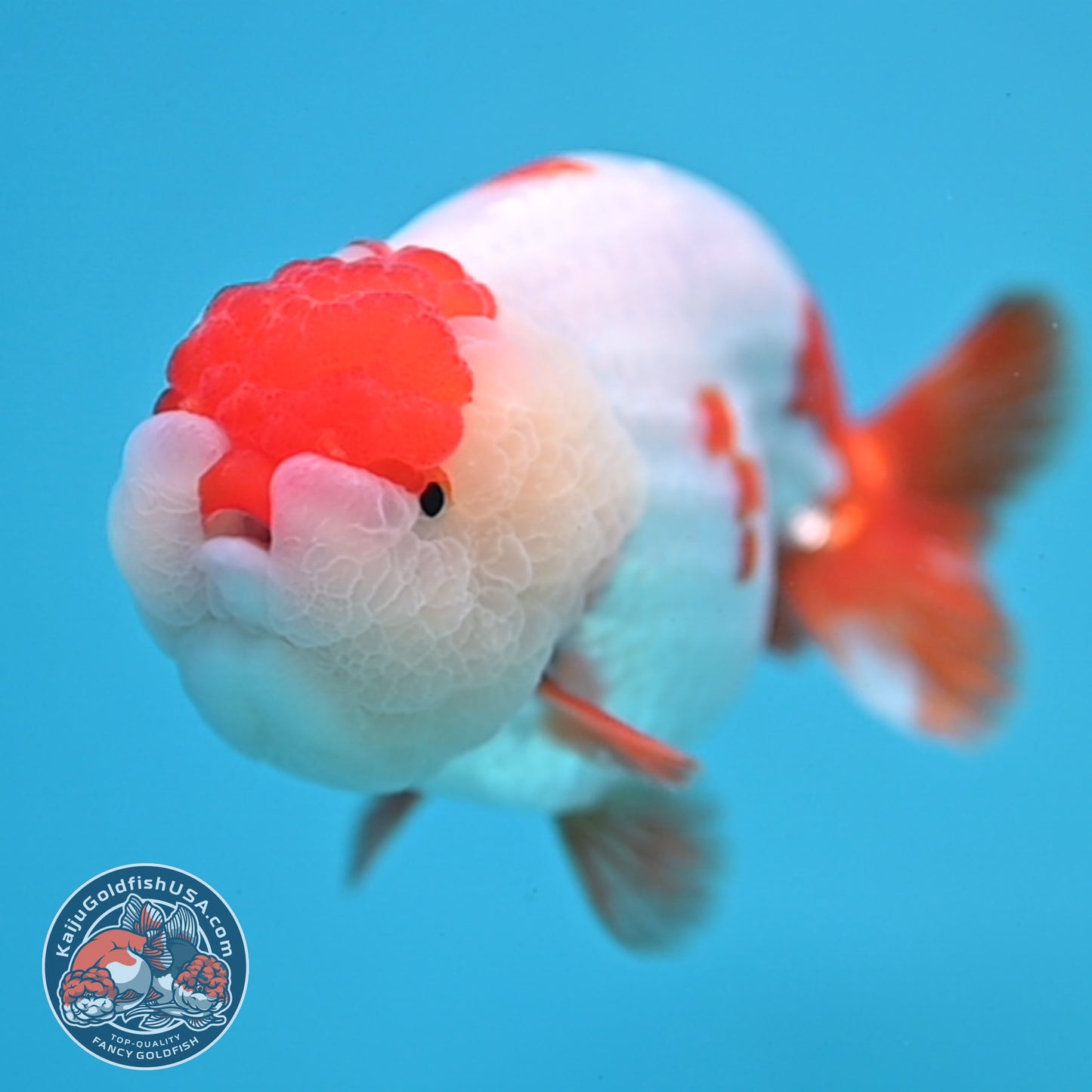 Red White Ranchu 4 inch Body (251212_RC02)