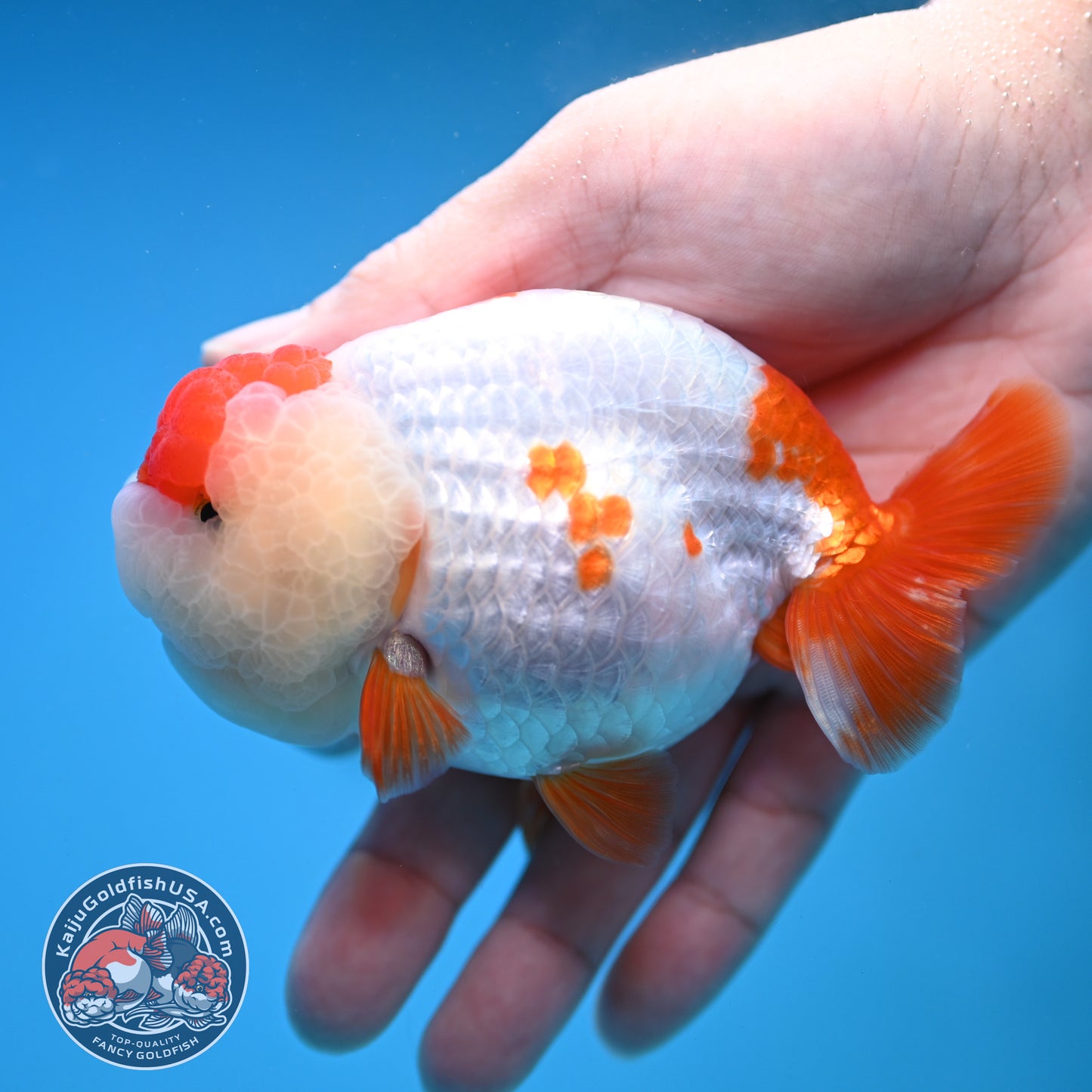 Red White Ranchu 4 inch Body (251212_RC02)