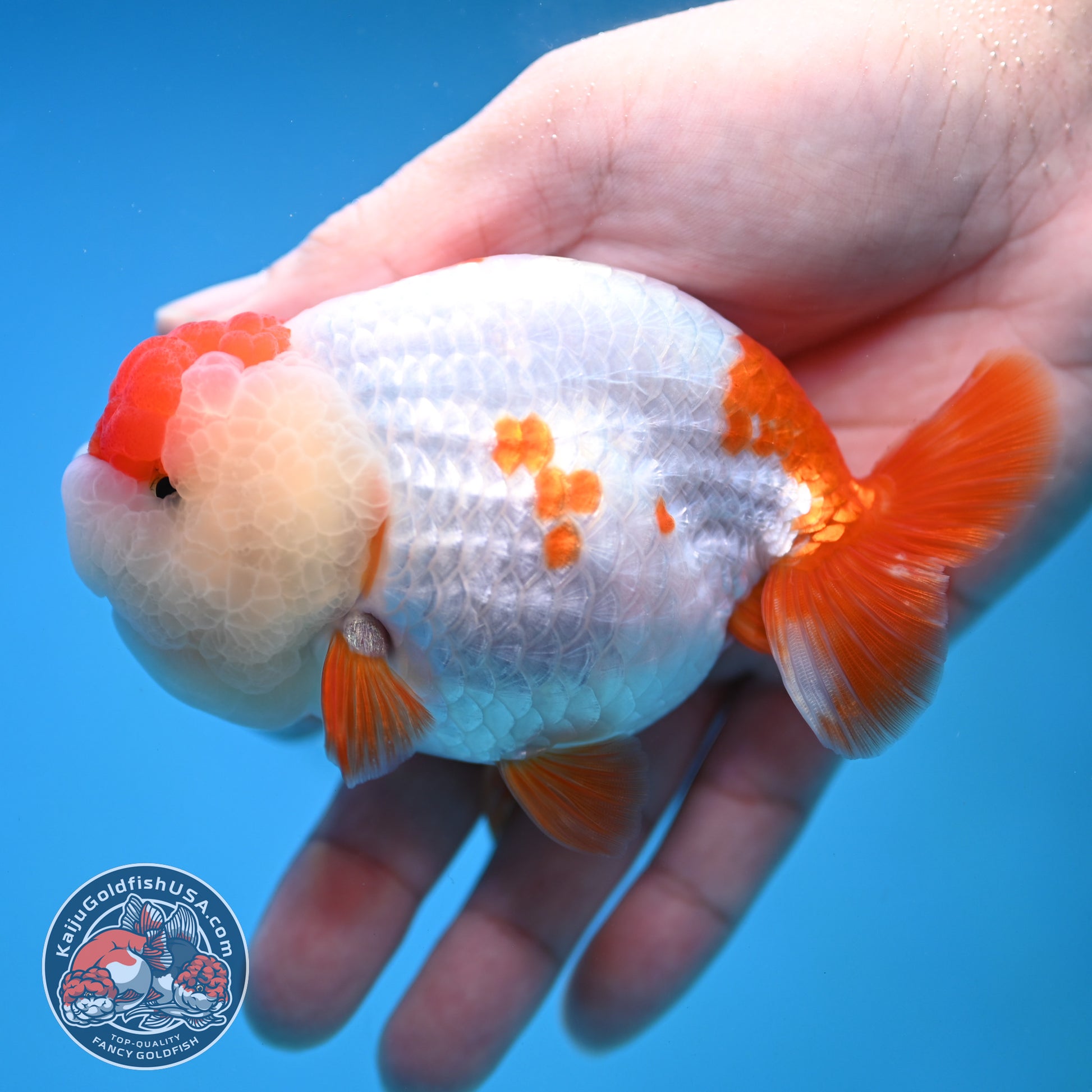 Red White Ranchu 4 inch Body (251212_RC02)