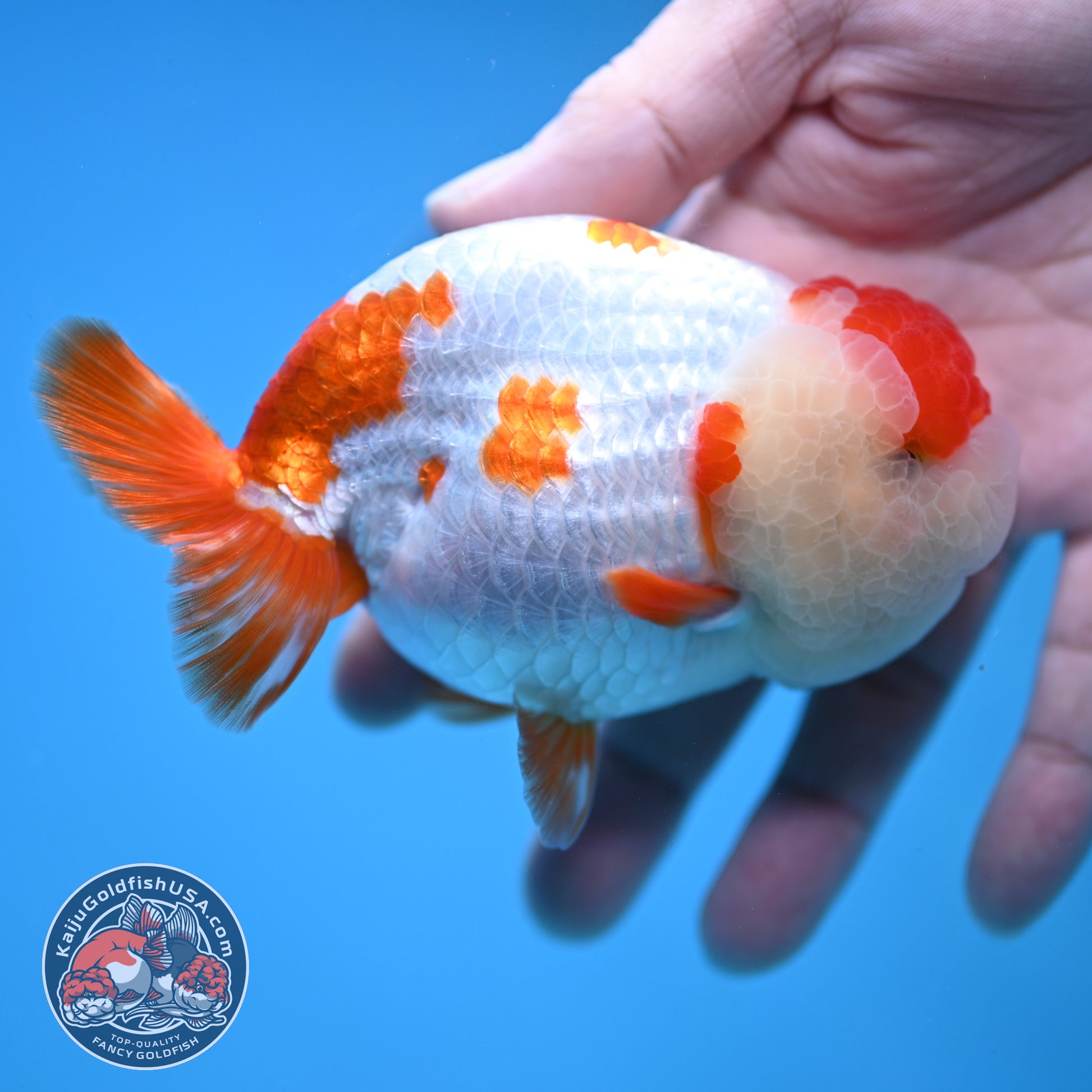 Red White Ranchu 4 inch Body (251212_RC02)