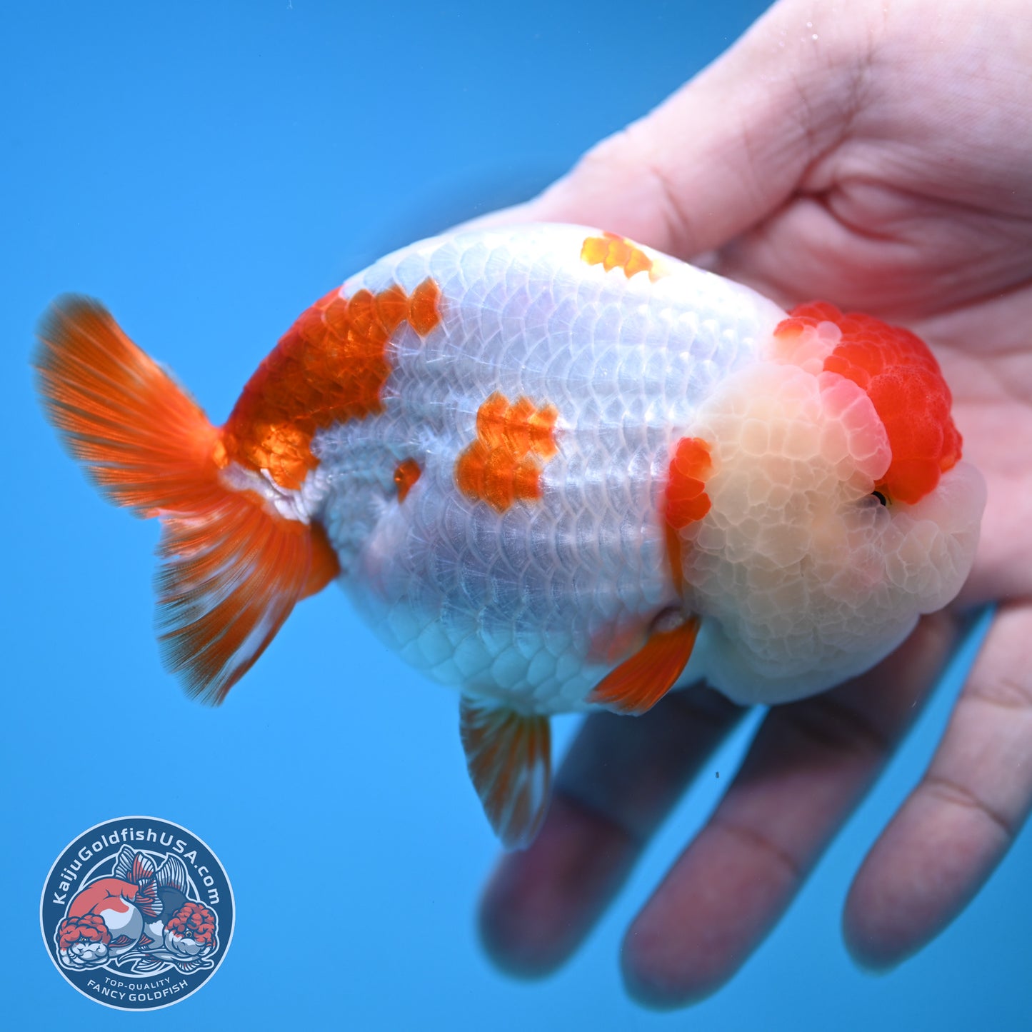 Red White Ranchu 4 inch Body (251212_RC02)