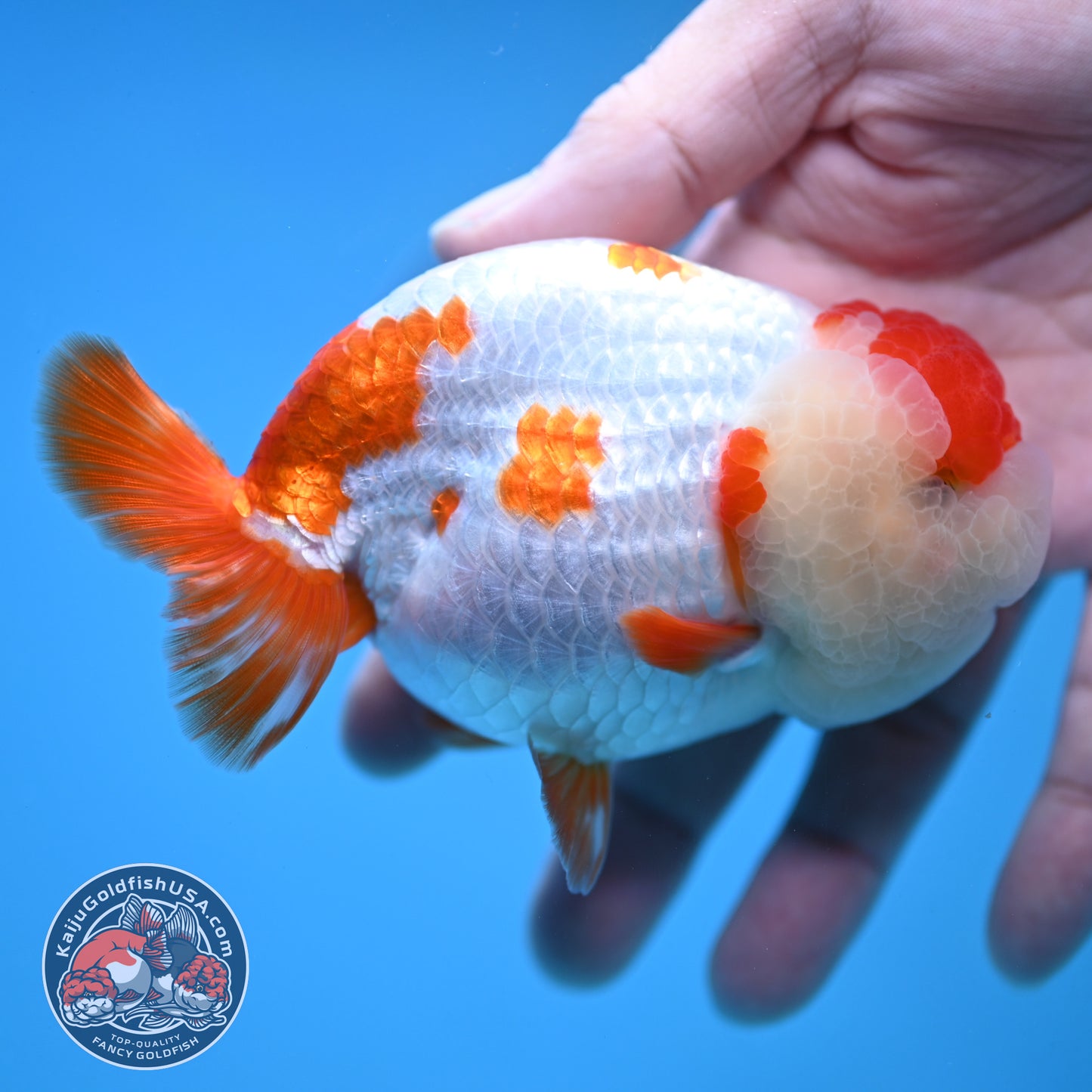 Red White Ranchu 4 inch Body (251212_RC02)