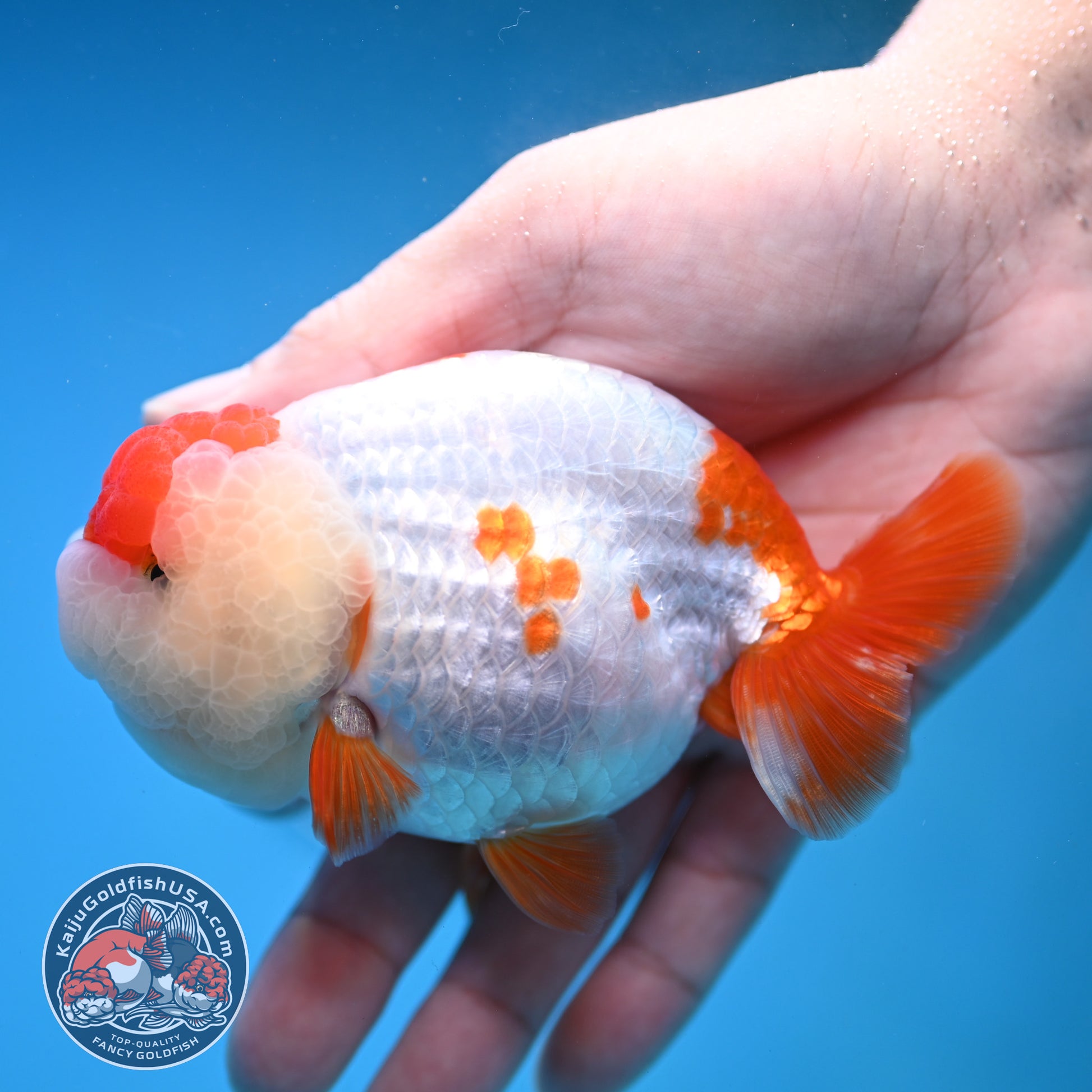 Red White Ranchu 4 inch Body (251212_RC02)