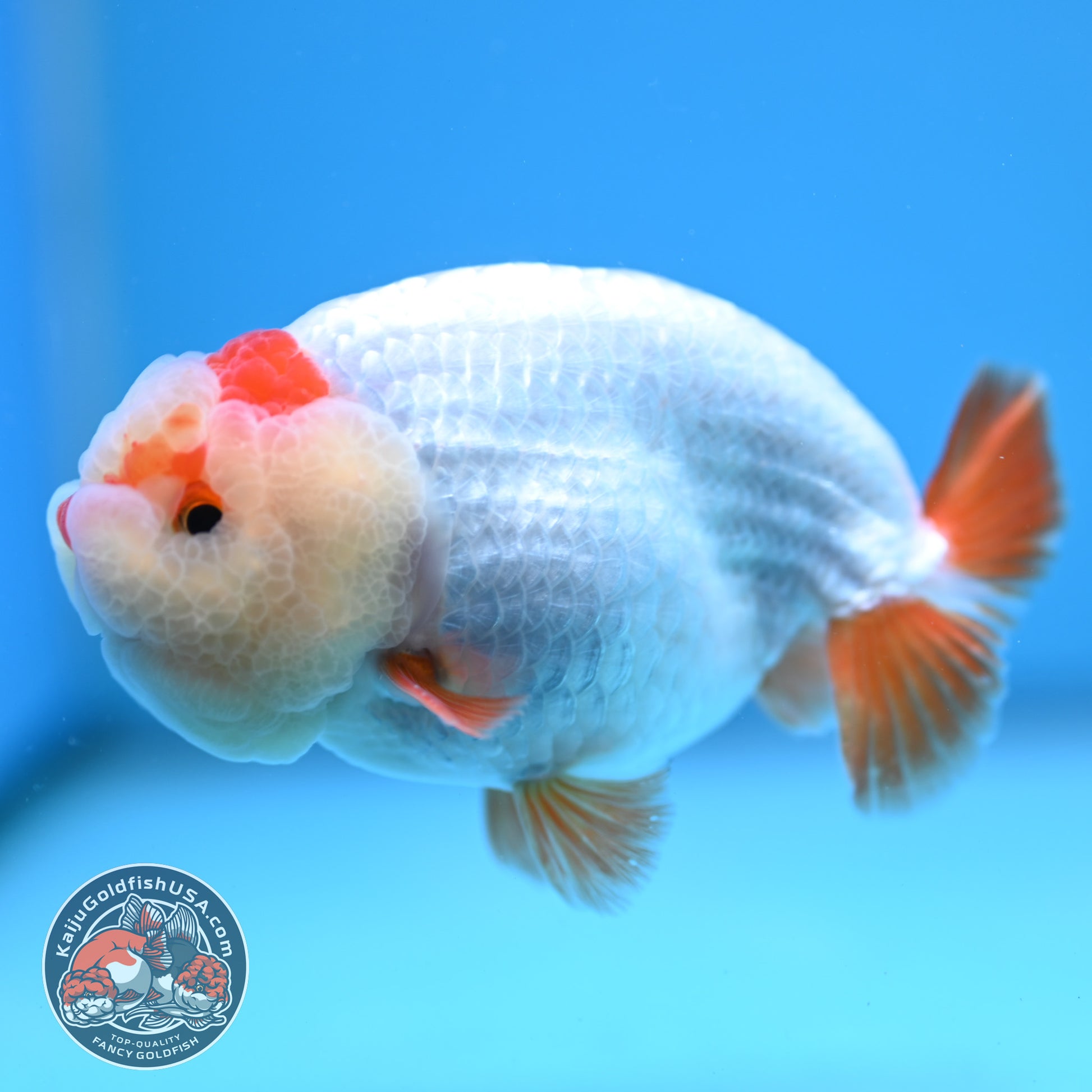 Red White Ranchu 4 inch Body (251212_RC03)