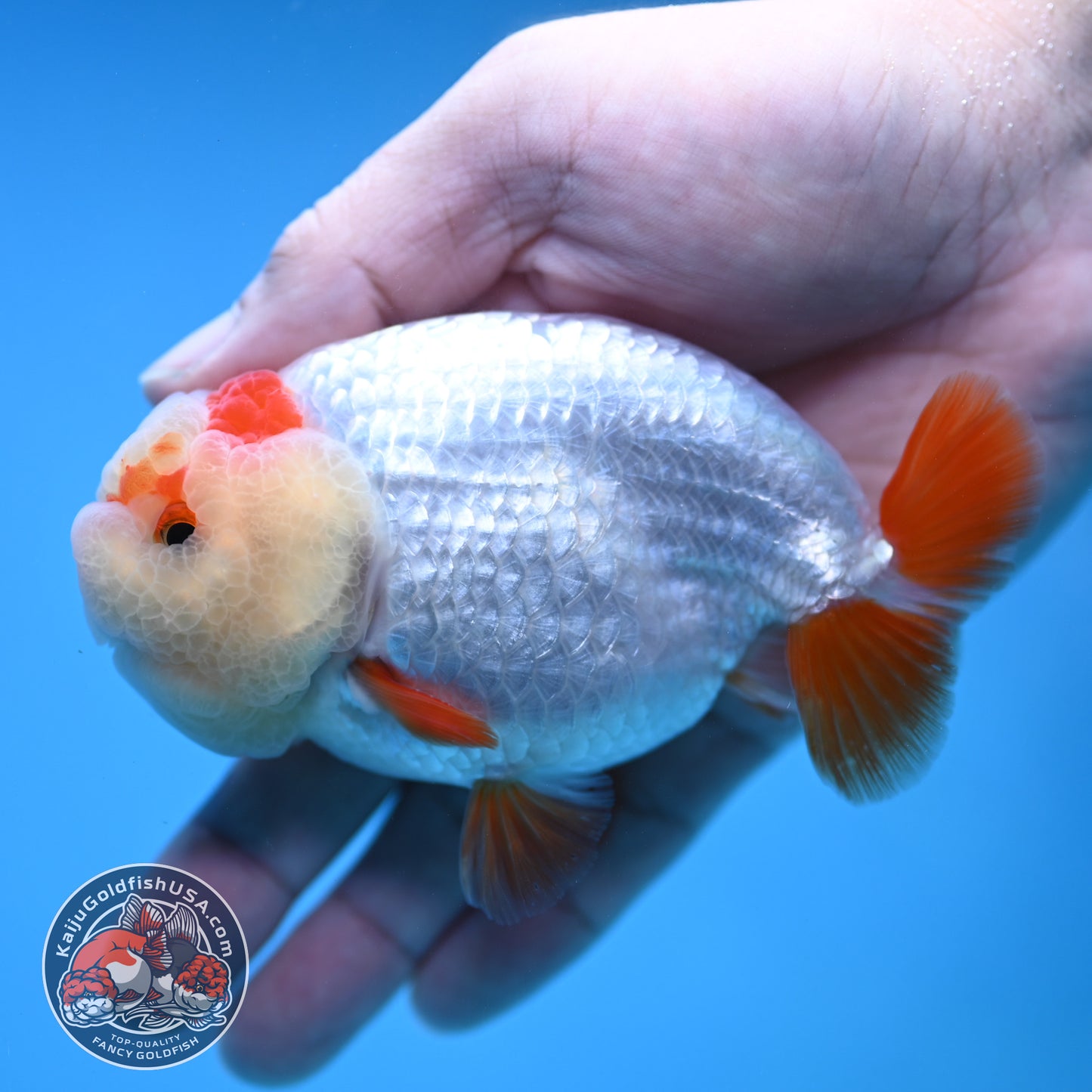 Red White Ranchu 4 inch Body (251212_RC03)