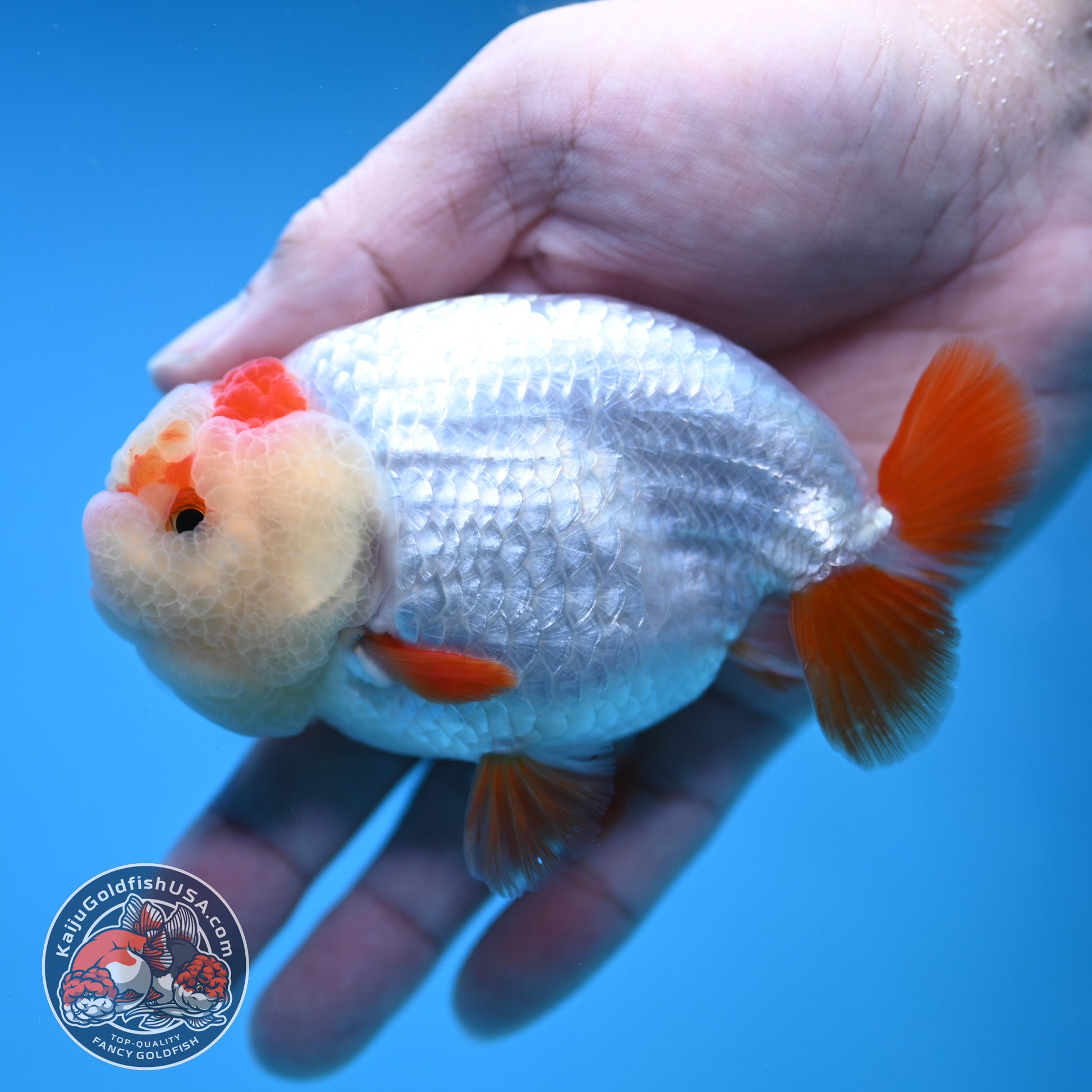Red White Ranchu 4 inch Body (251212_RC03)