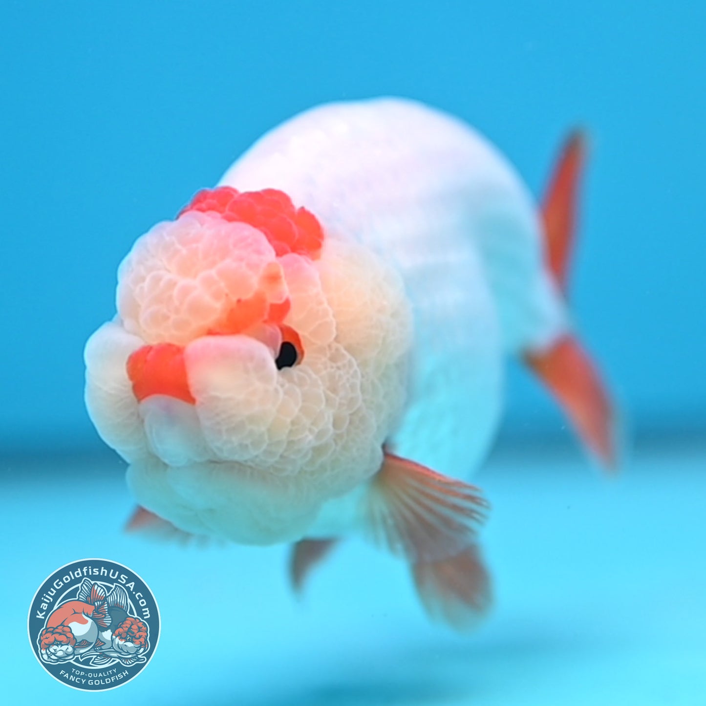 Red White Ranchu 4 inch Body (251212_RC03)