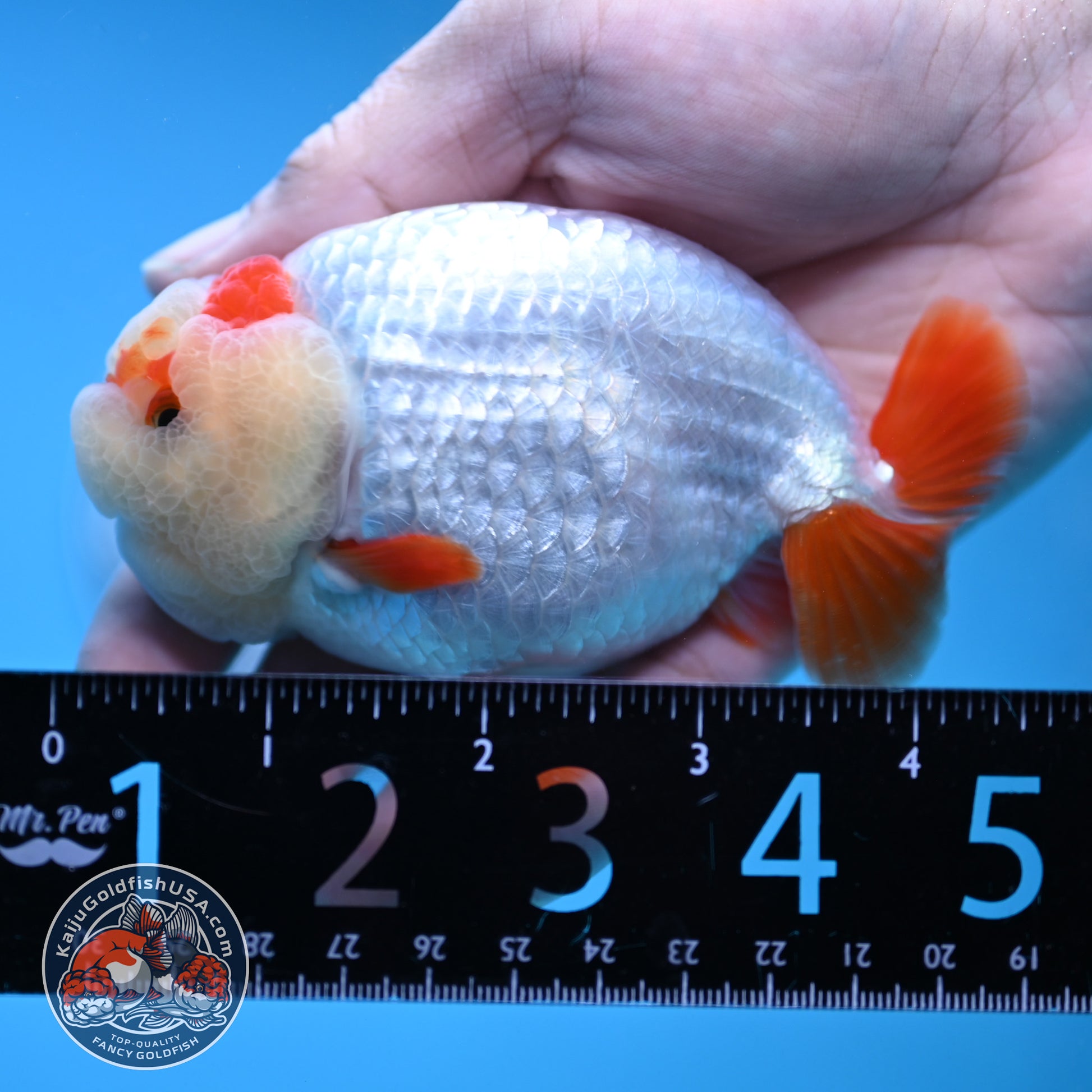 Red White Ranchu 4 inch Body (251212_RC03)