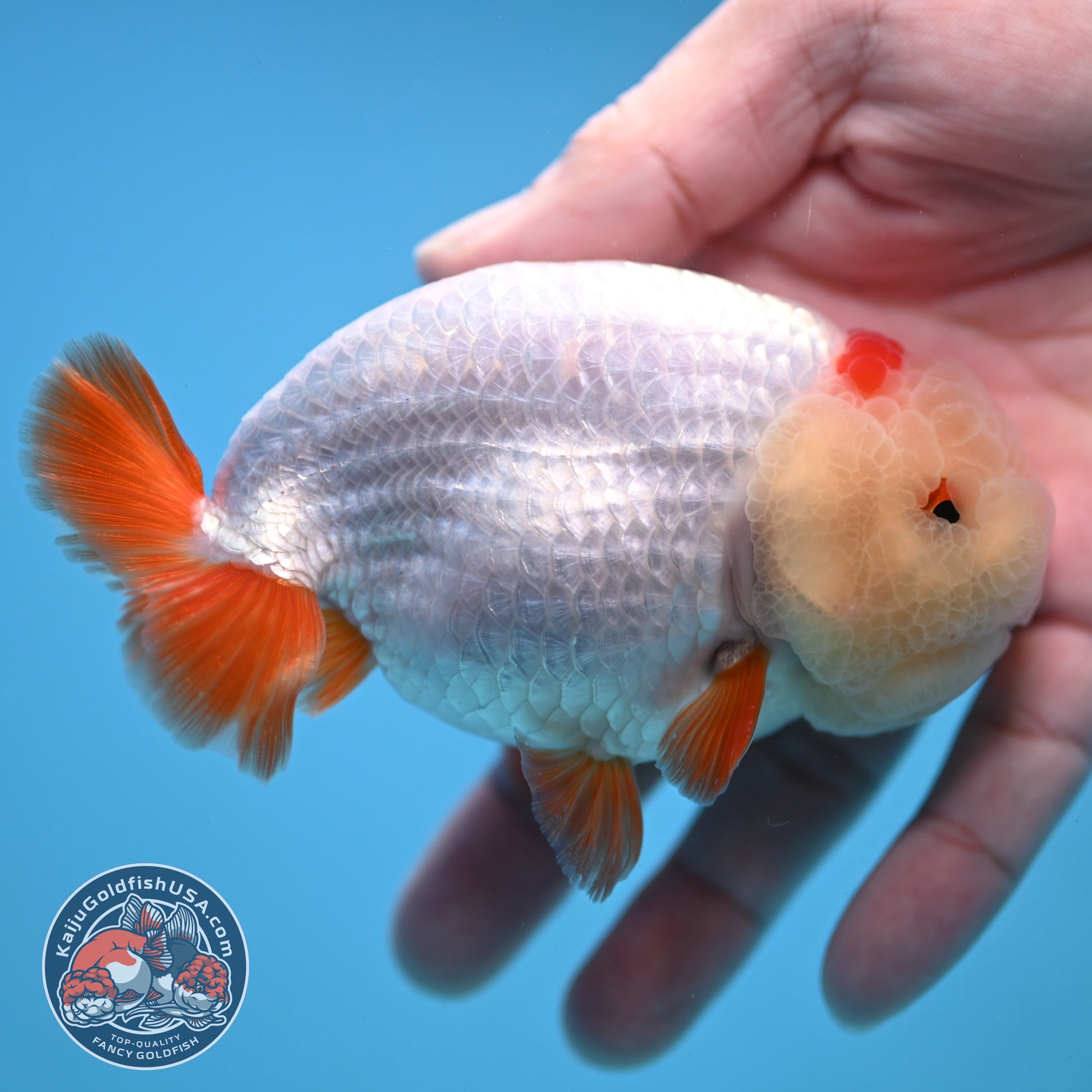 Red White Ranchu 4 inch Body (251212_RC03)