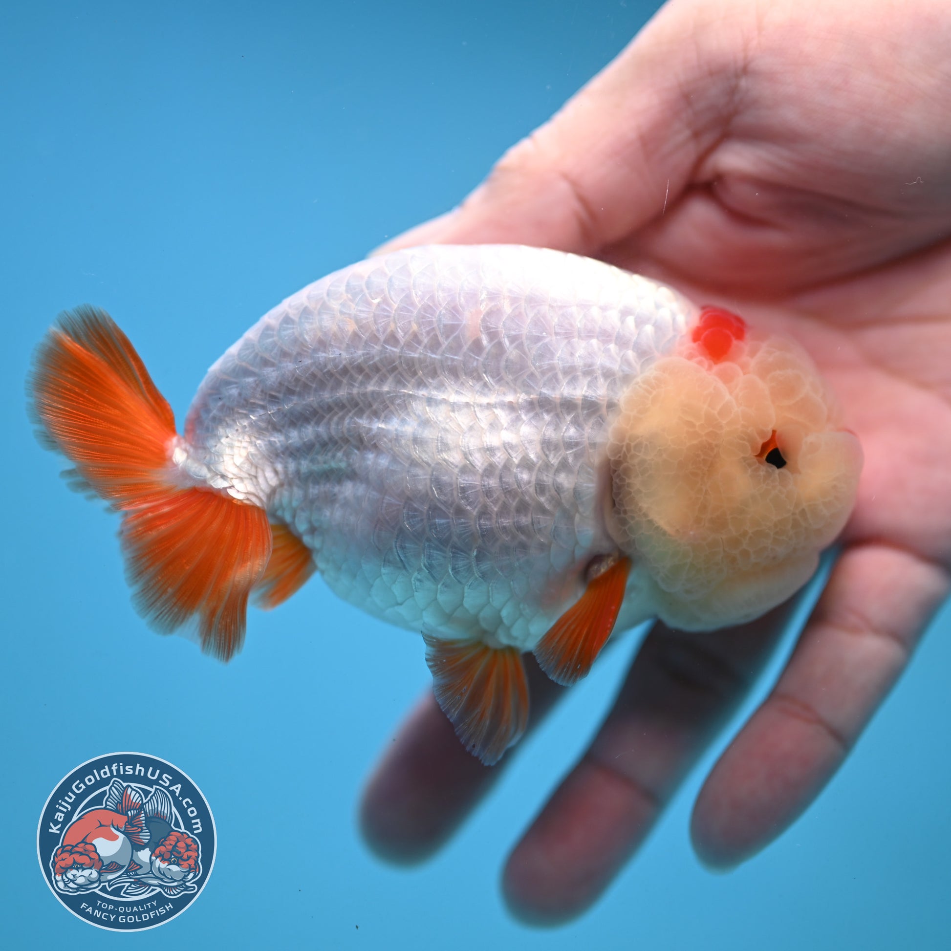 Red White Ranchu 4 inch Body (251212_RC03)