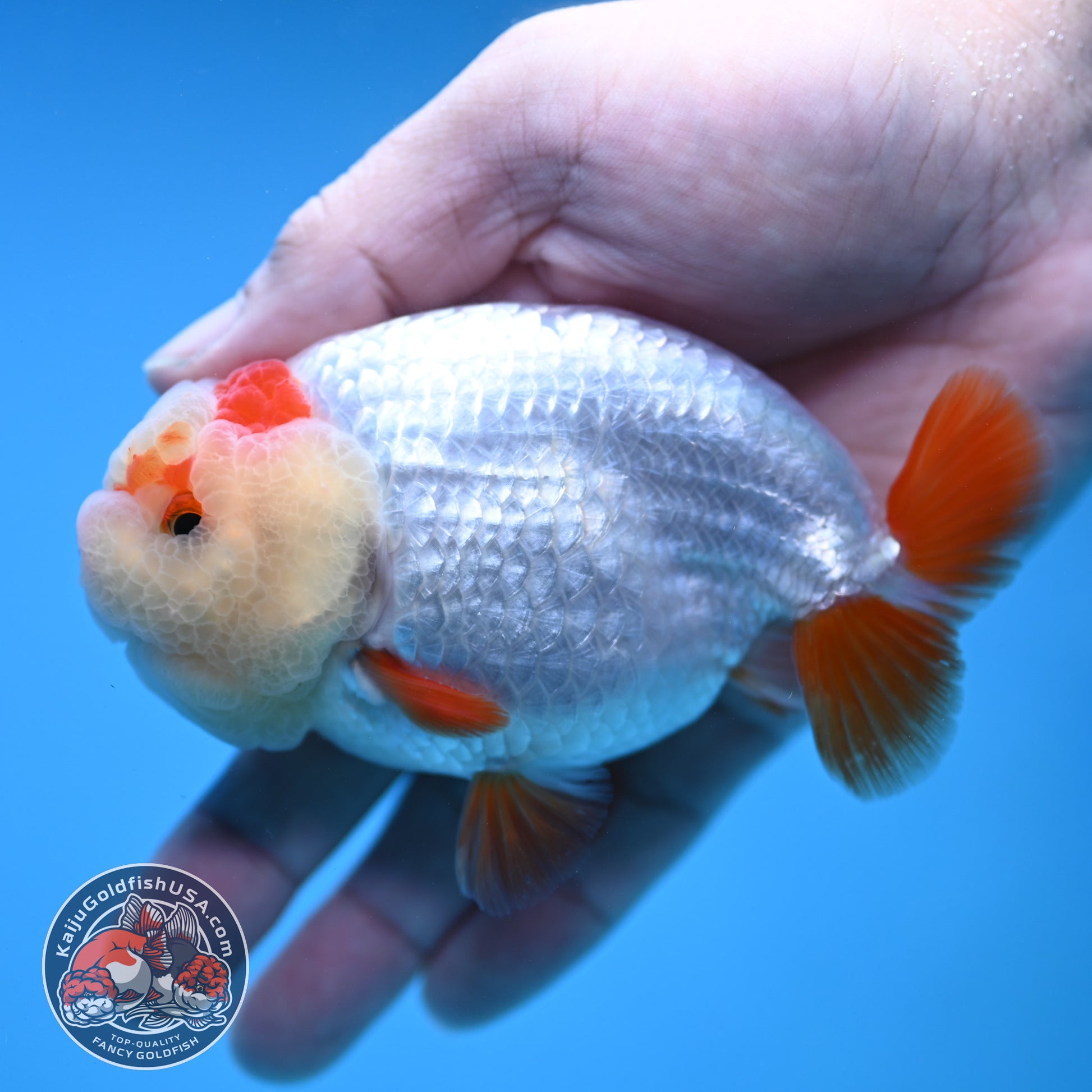 Red White Ranchu 4 inch Body (251212_RC03)