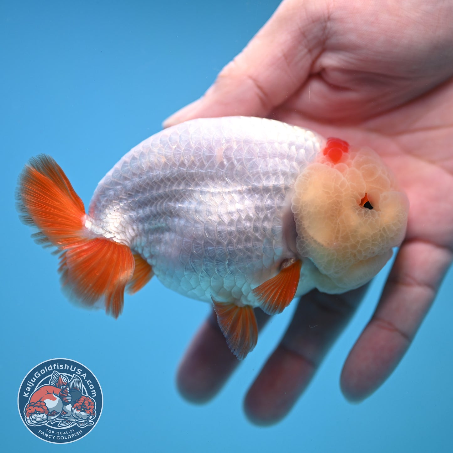 Red White Ranchu 4 inch Body (251212_RC03)