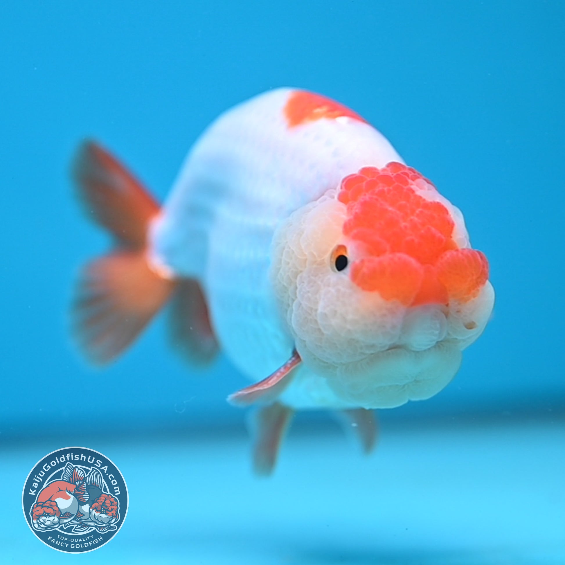 Red White Ranchu 4 inch Body (251212_RC04)