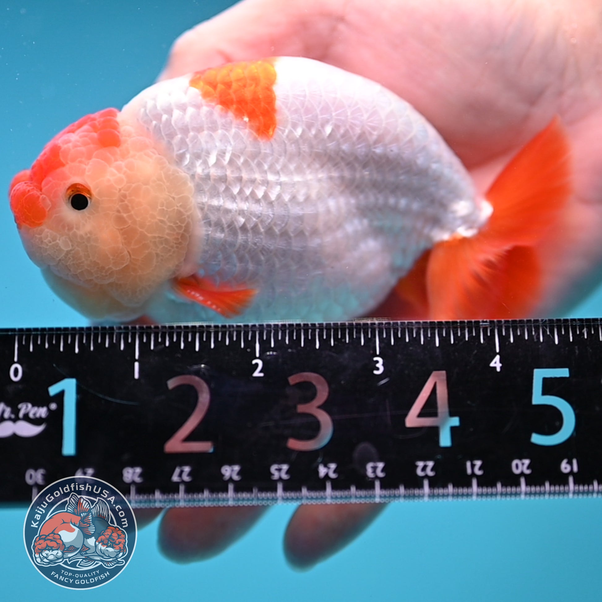 Red White Ranchu 4 inch Body (251212_RC04)