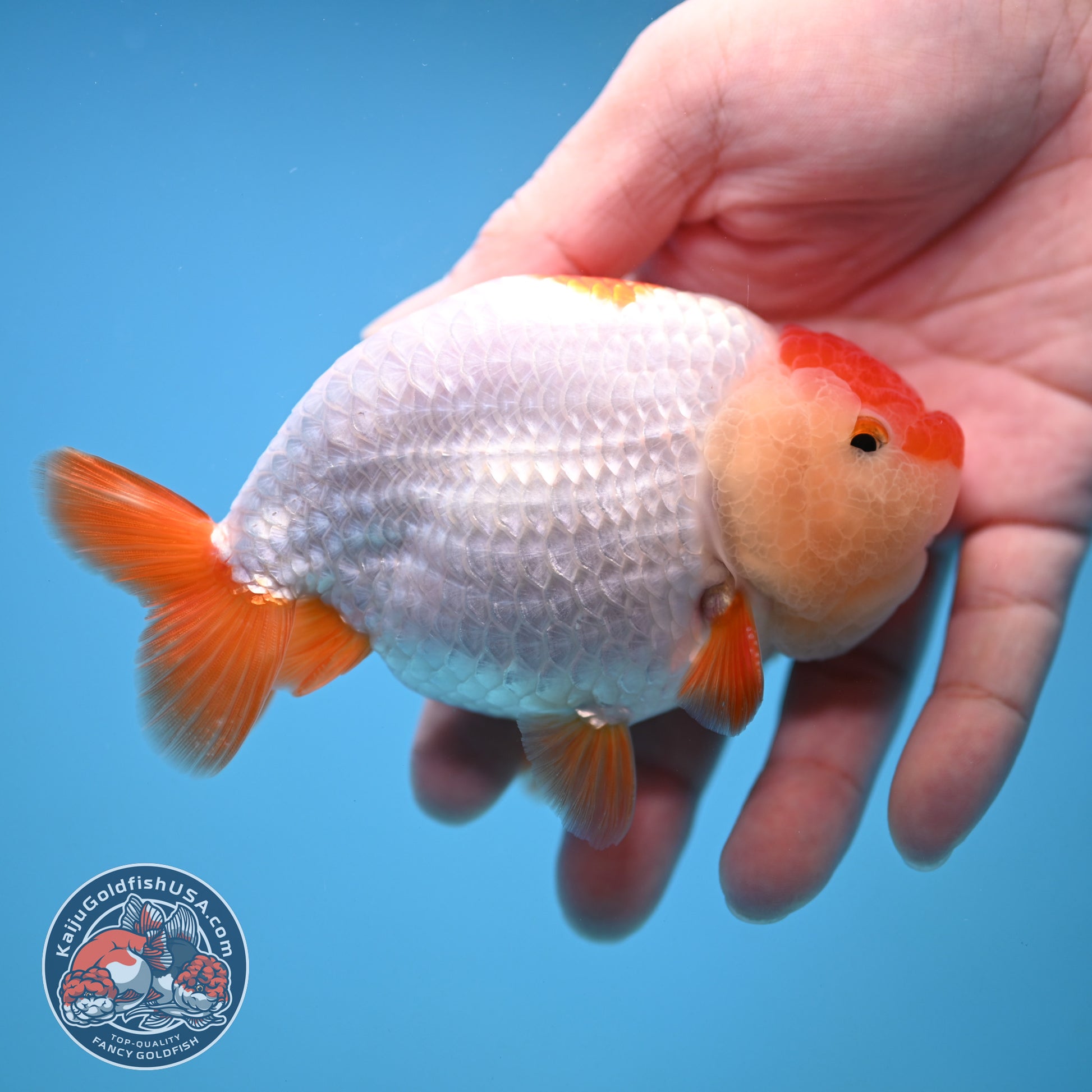 Red White Ranchu 4 inch Body (251212_RC04)