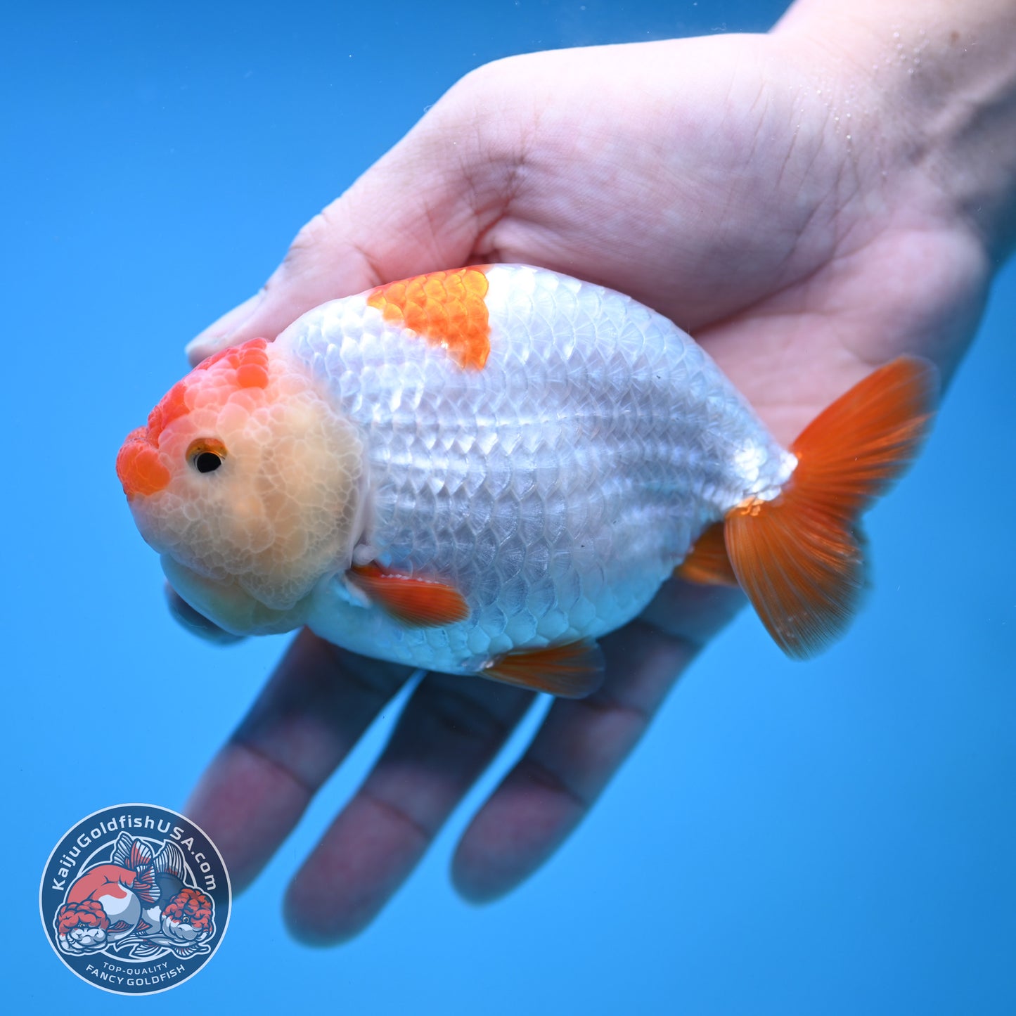 Red White Ranchu 4 inch Body (251212_RC04)