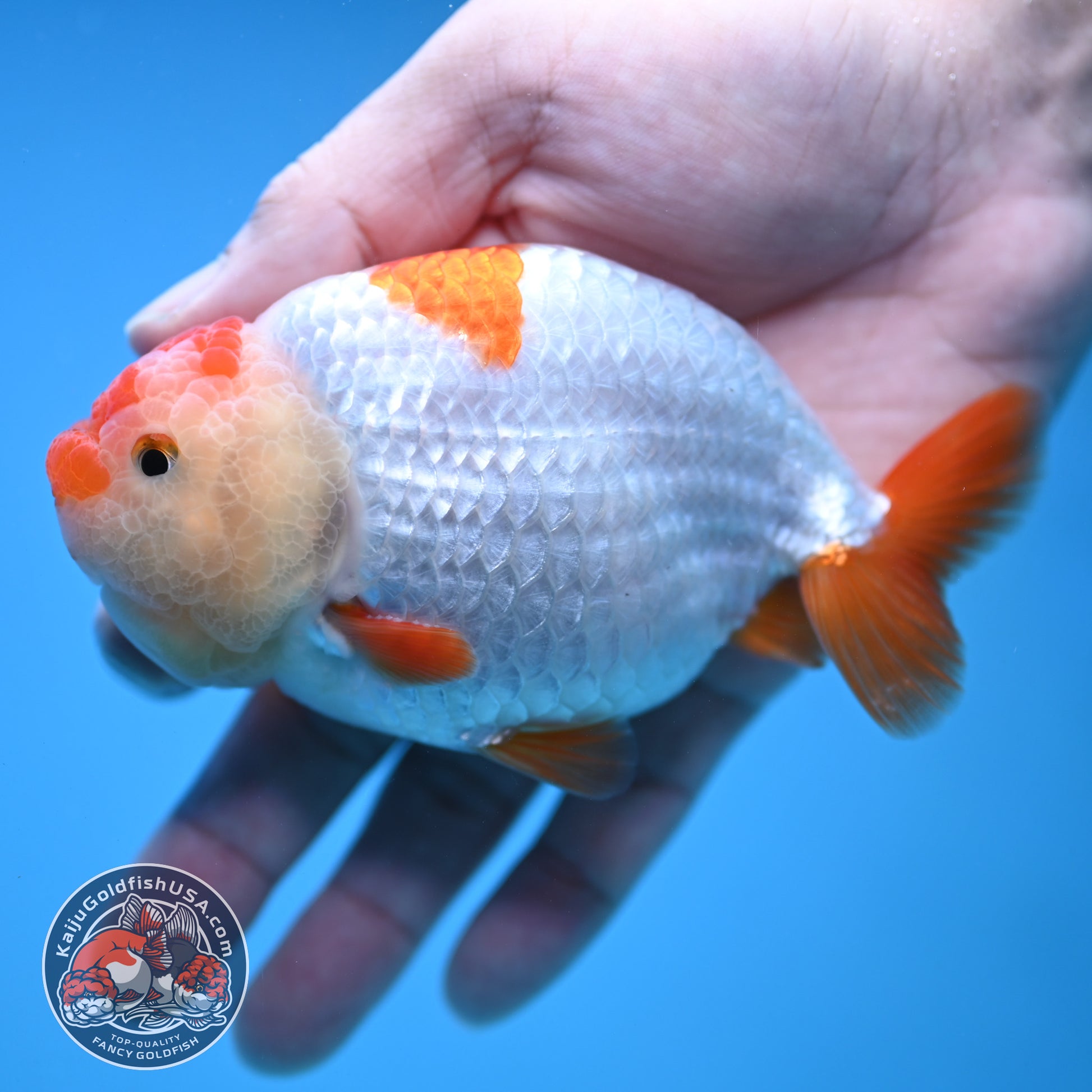 Red White Ranchu 4 inch Body (251212_RC04)