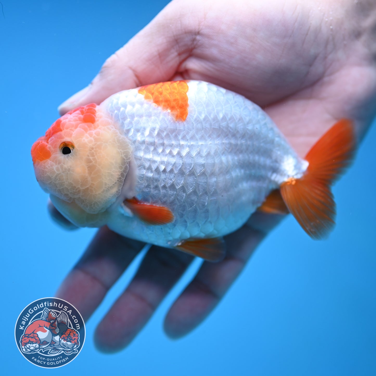 Red White Ranchu 4 inch Body (251212_RC04)