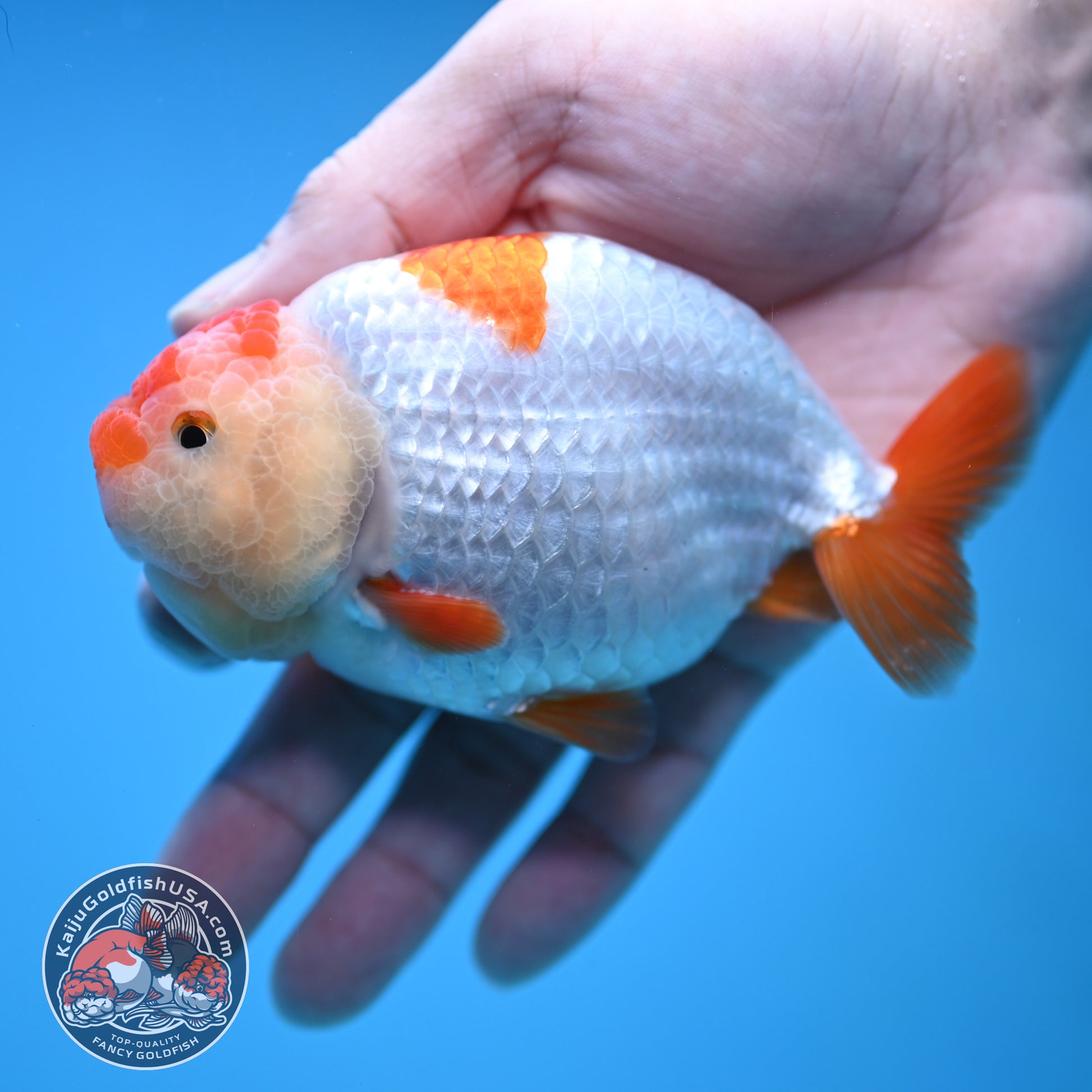 Red White Ranchu 4 inch Body (251212_RC04)