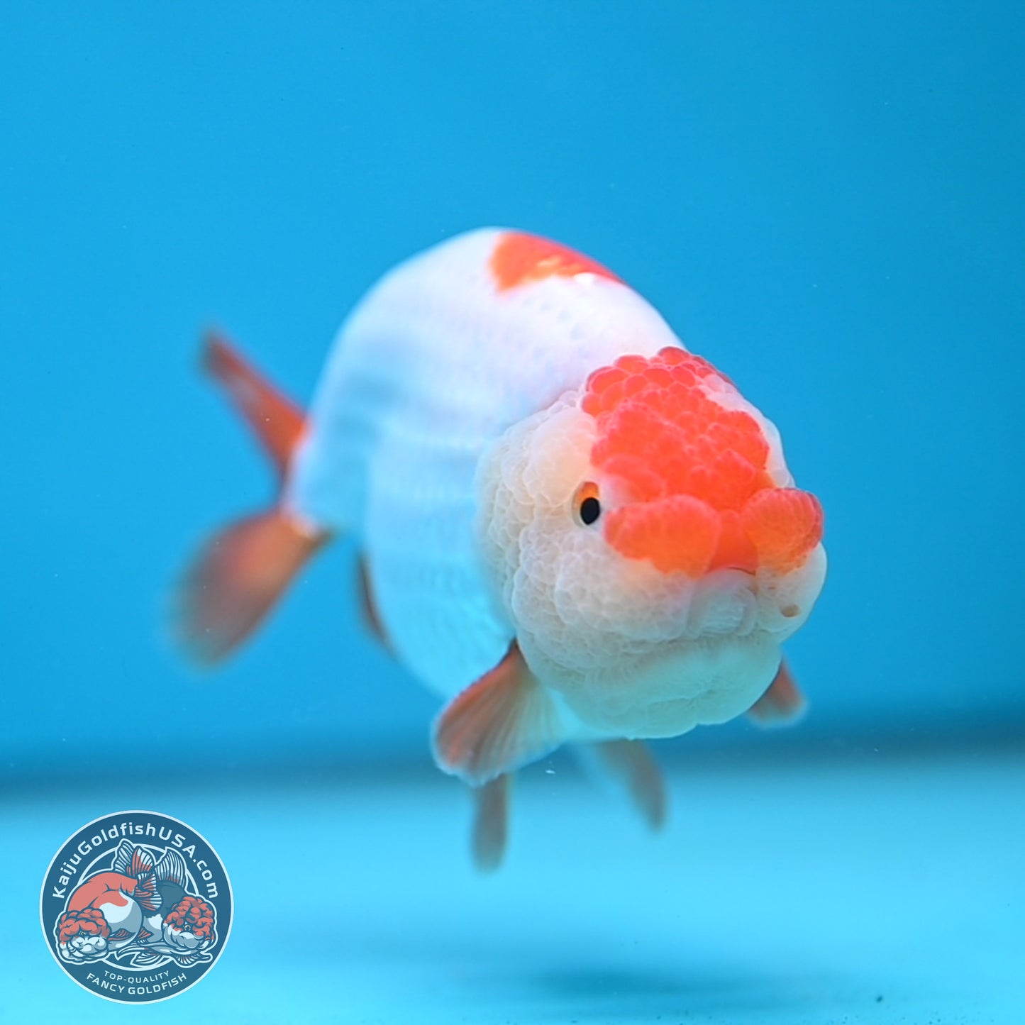 Red White Ranchu 4 inch Body (251212_RC04)