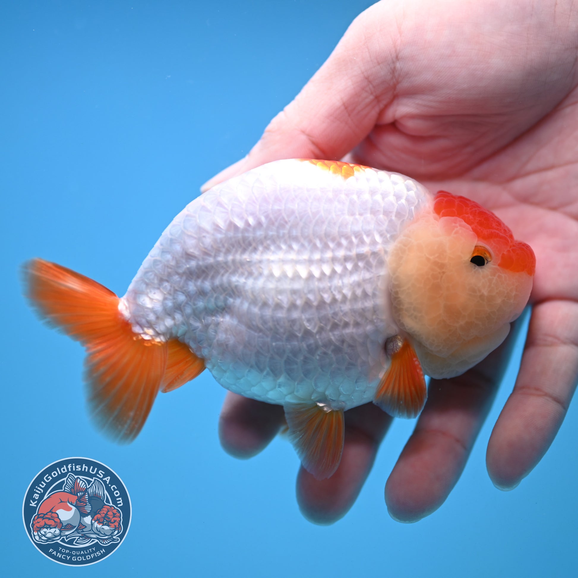 Red White Ranchu 4 inch Body (251212_RC04)