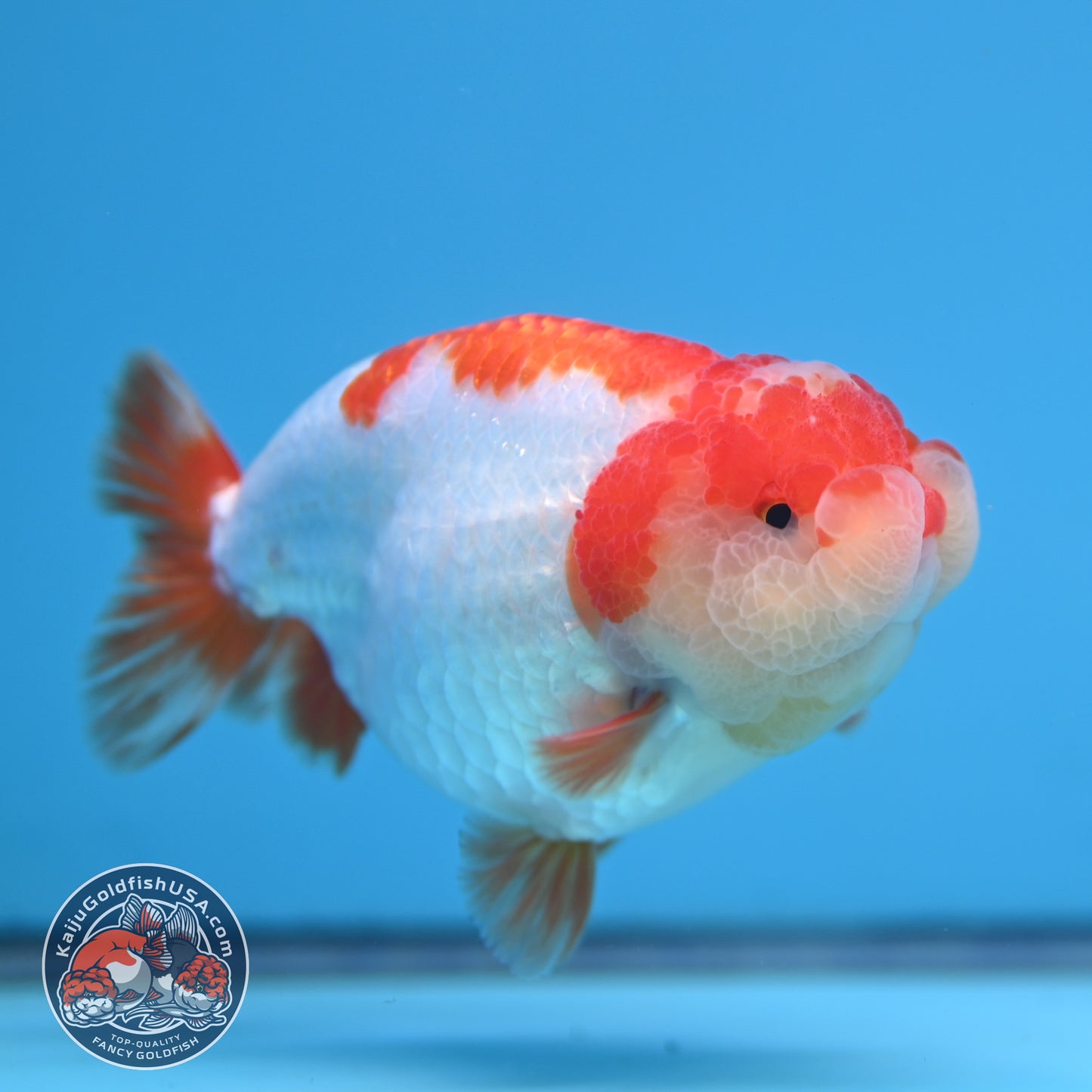 Red White Ranchu 4 inch Body (251212_RC05)