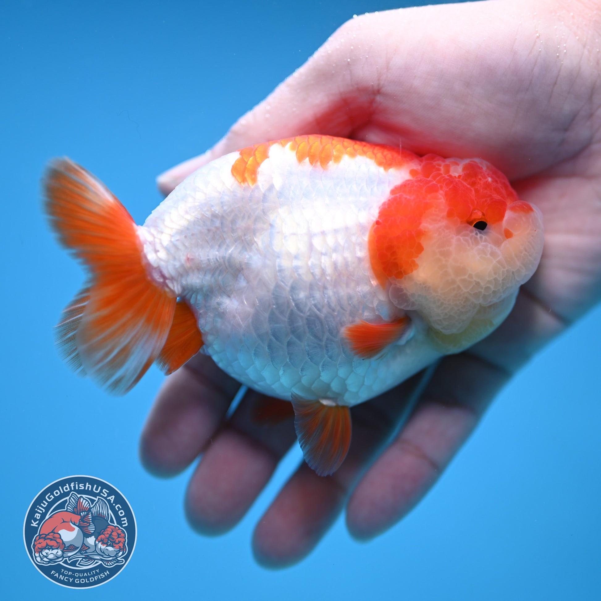 Red White Ranchu 4 inch Body (251212_RC05)