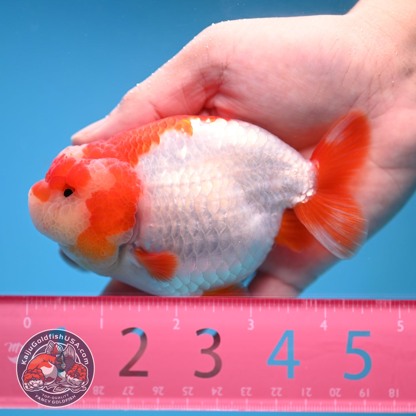 Red White Ranchu 4 inch Body (251212_RC05)