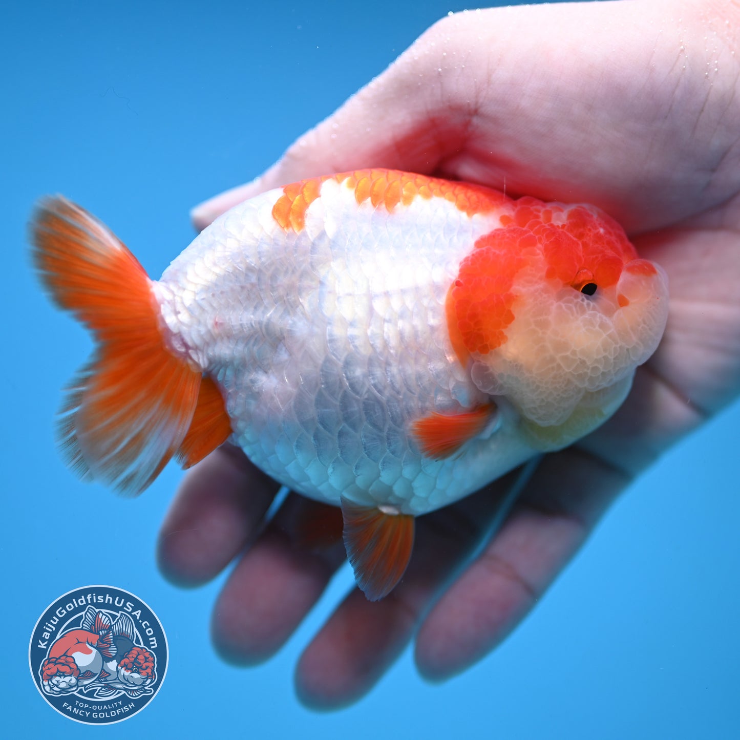 Red White Ranchu 4 inch Body (251212_RC05)
